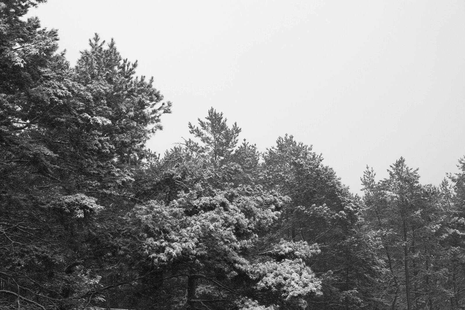 Canon EOS 500D (EOS Rebel T1i / EOS Kiss X3) + Canon EF 50mm F1.8 STM sample photo. Bw, mono, snow, trees photography