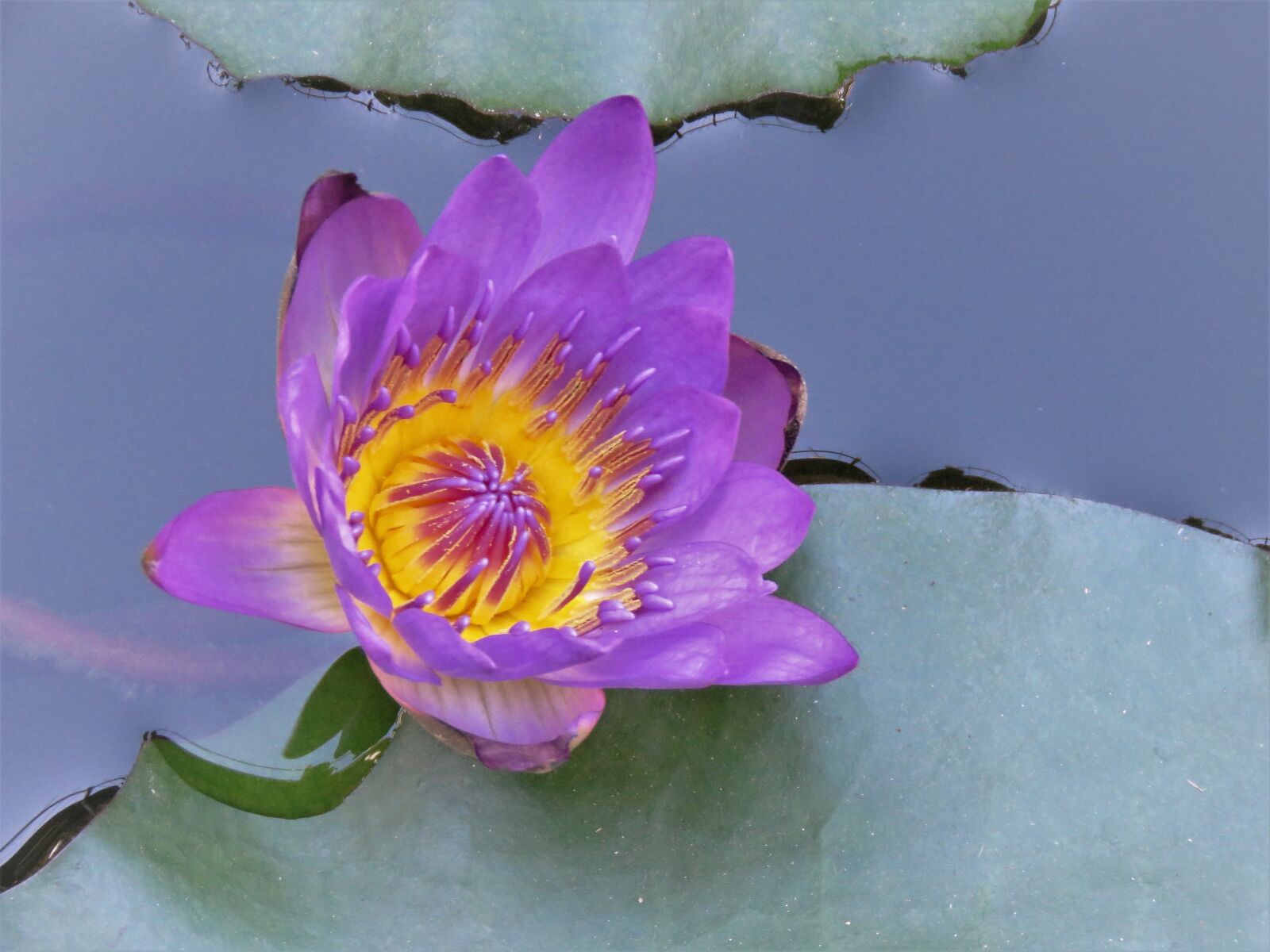Canon PowerShot SX60 HS sample photo. Water lilly, blue, yellow photography