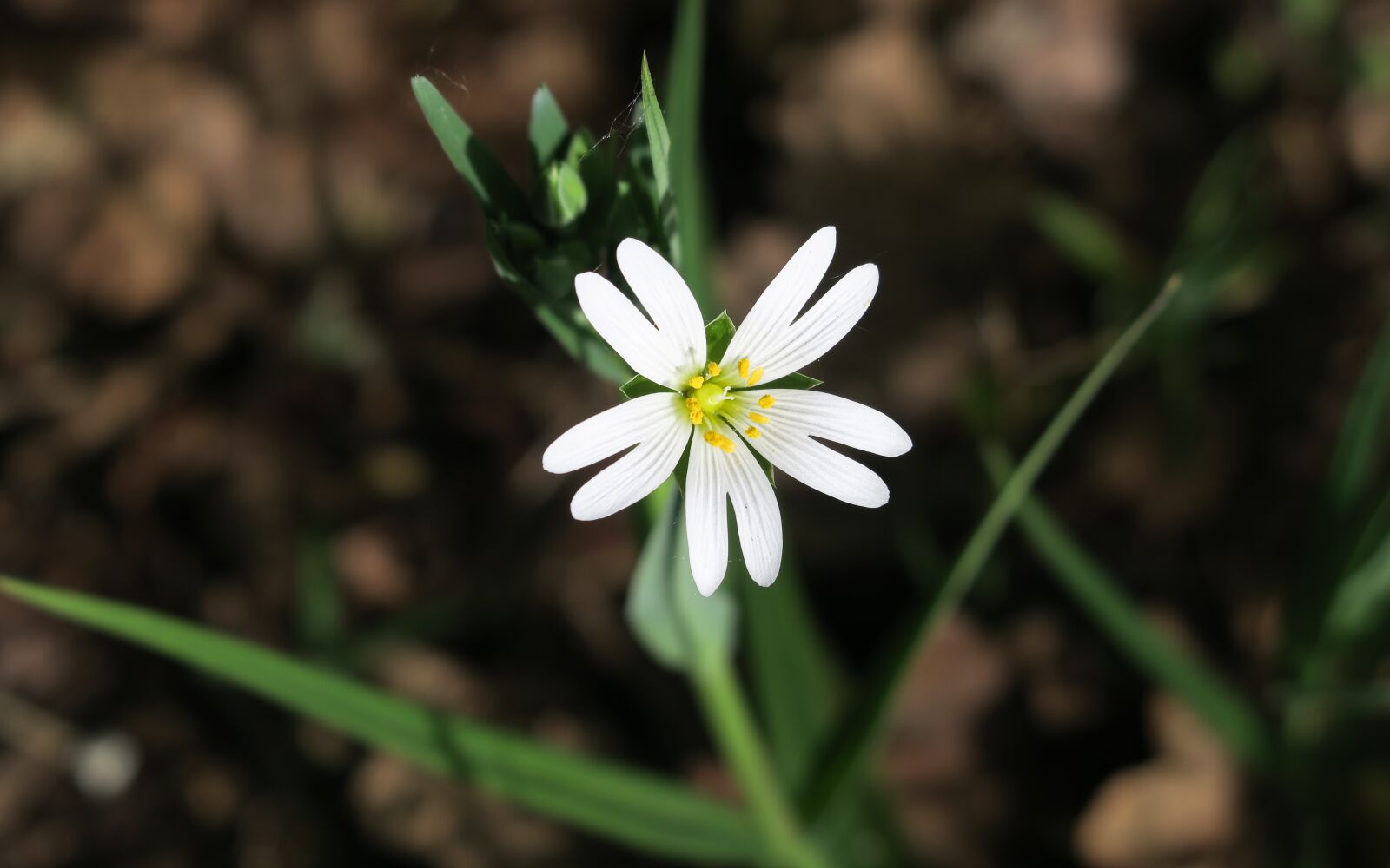 Canon PowerShot G3 X sample photo. Chickweed, blossom, bloom photography