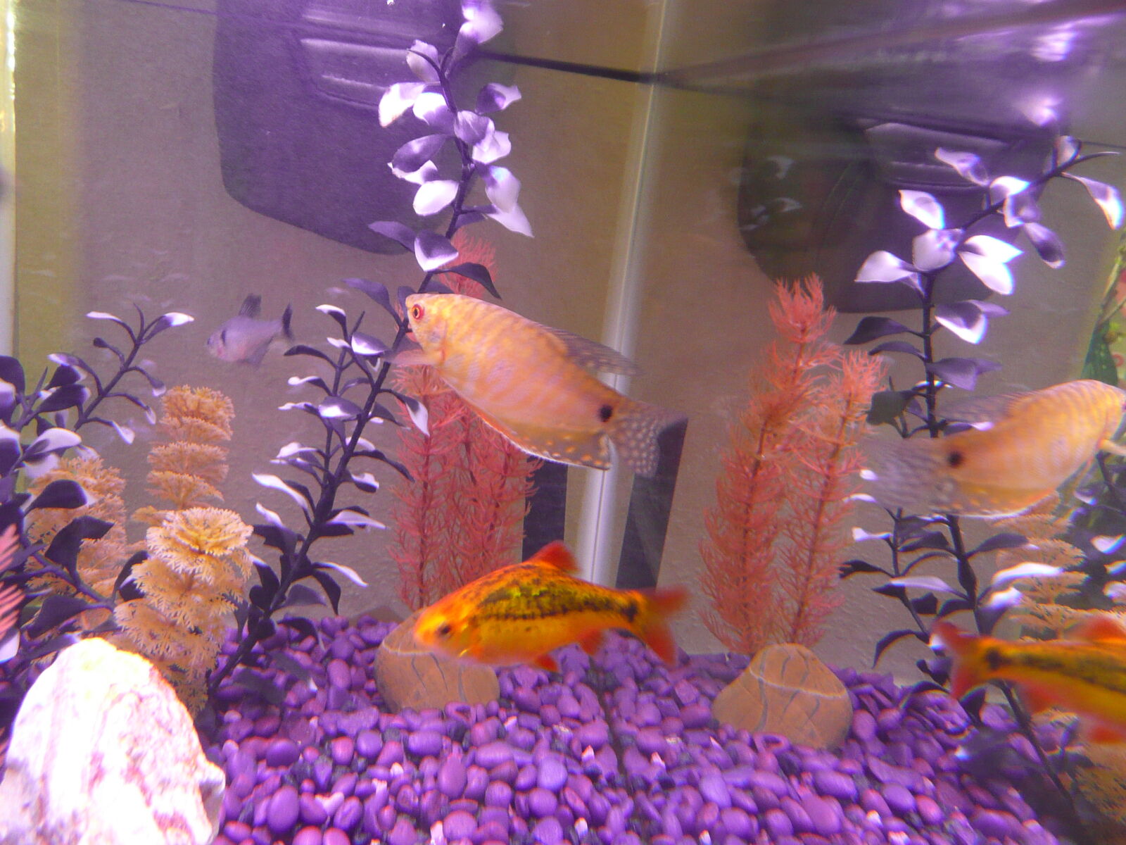 Panasonic DMC-TZ3 sample photo. Aquarium, fish, fishtank, pets photography