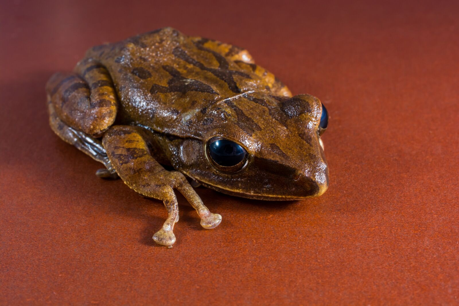 Nikon D5200 sample photo. Tree frog, anuran, frog photography