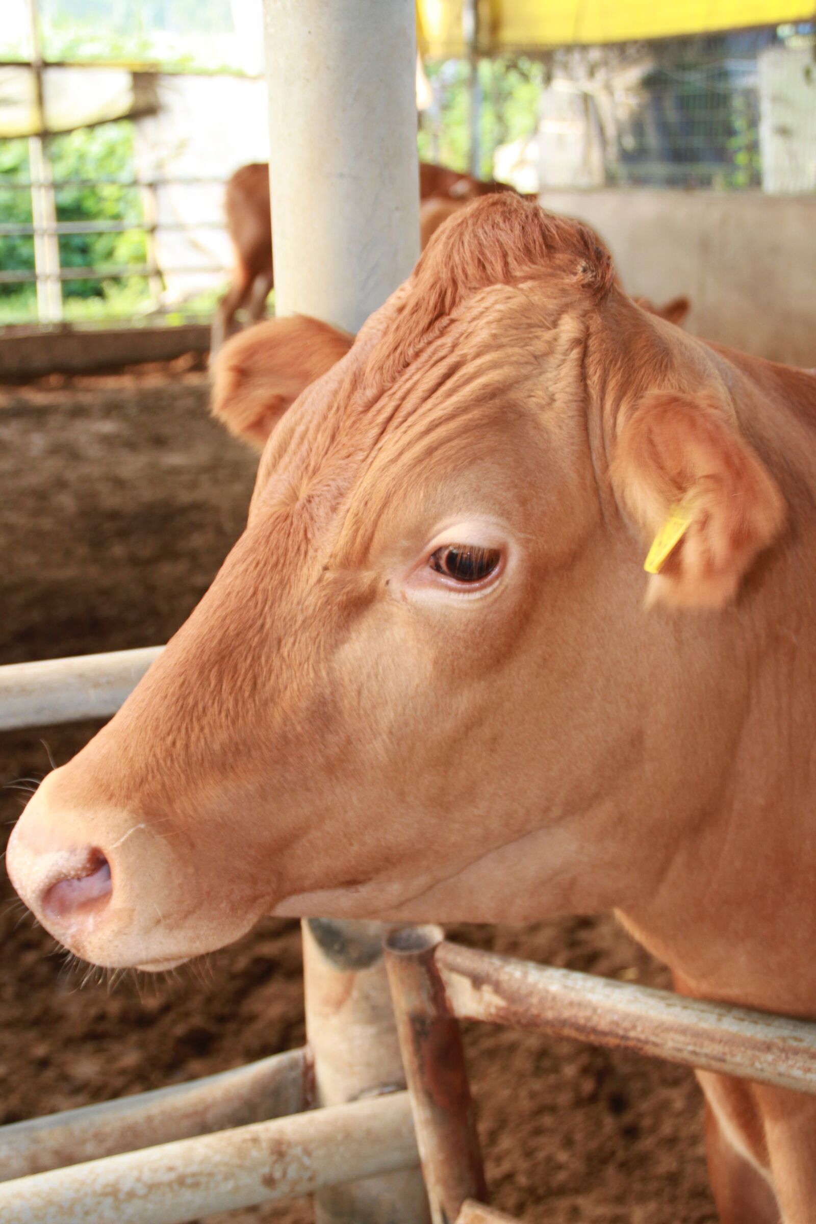 Canon EOS 500D (EOS Rebel T1i / EOS Kiss X3) sample photo. Farm, milk, livestock photography