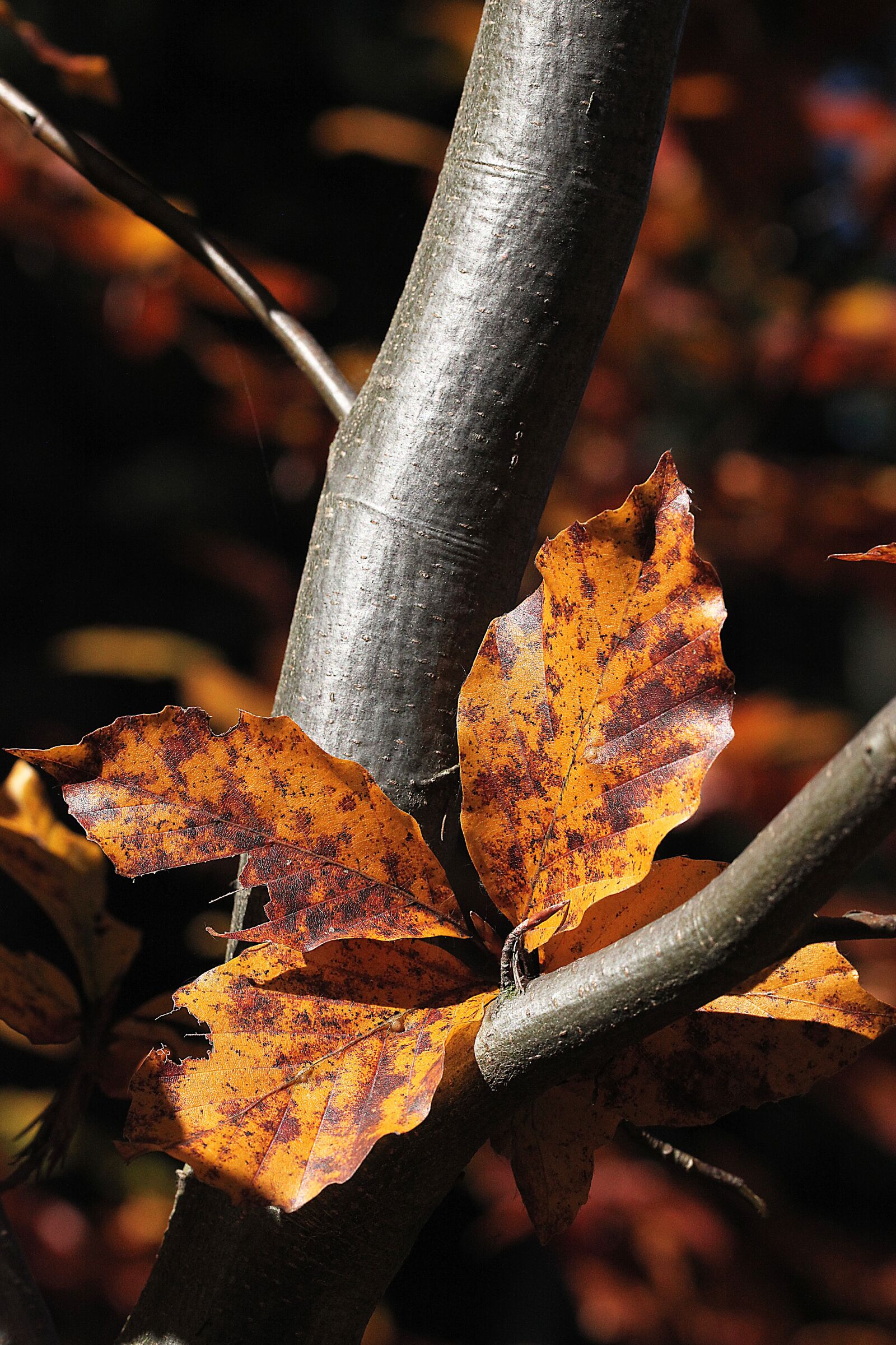 Canon EOS 5D Mark II sample photo. Foliage, zesch e list photography