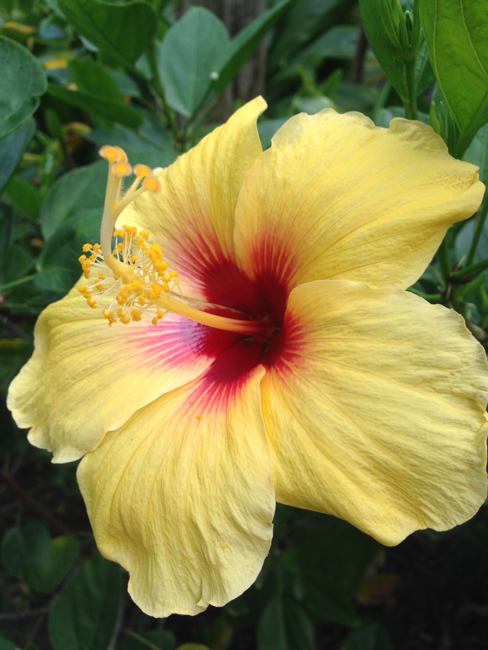 iPhone 5c back camera 4.12mm f/2.4 sample photo. Nature, flower, flora photography