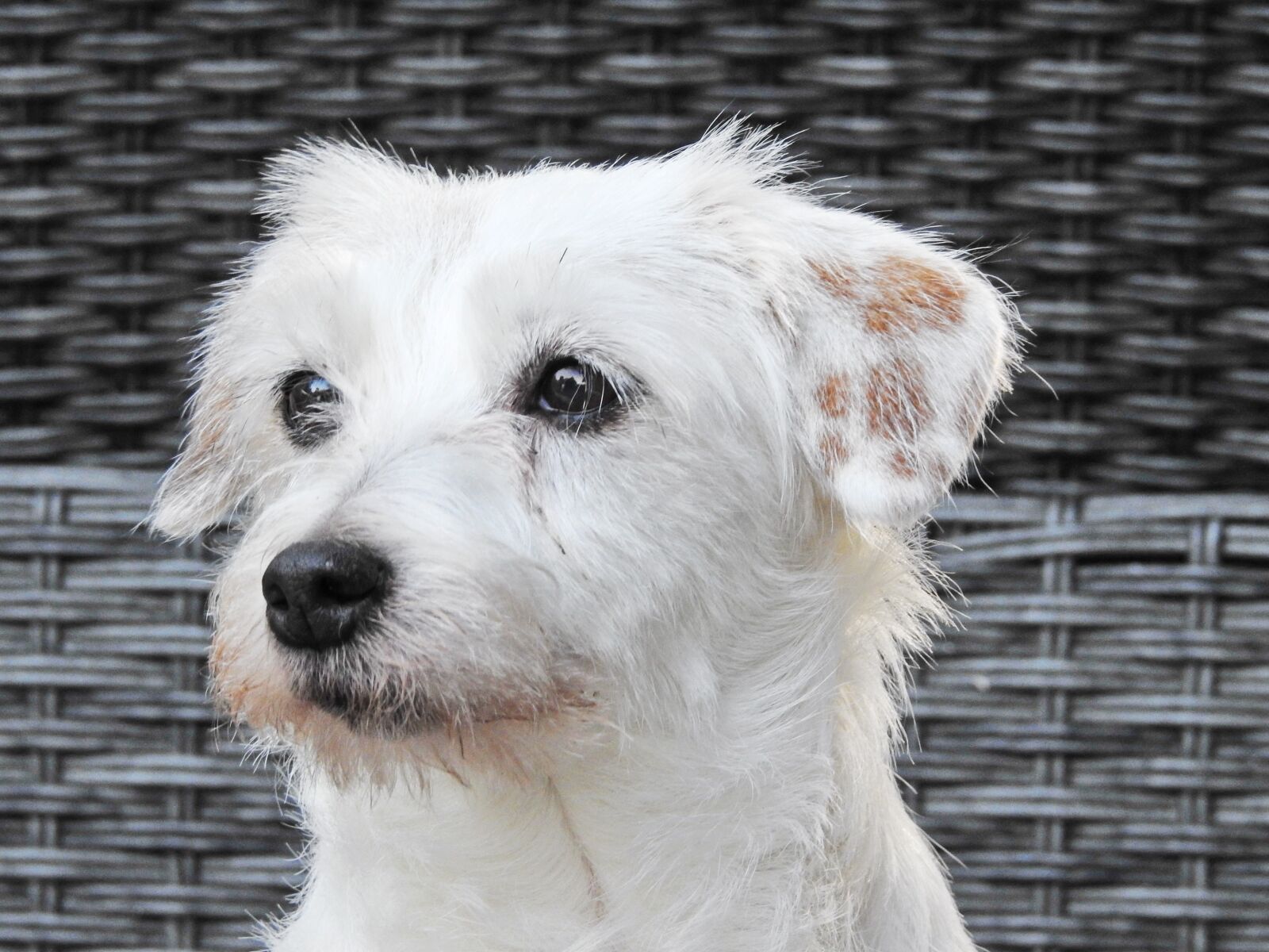Nikon Coolpix P900 sample photo. Jack russel terrier, dog photography