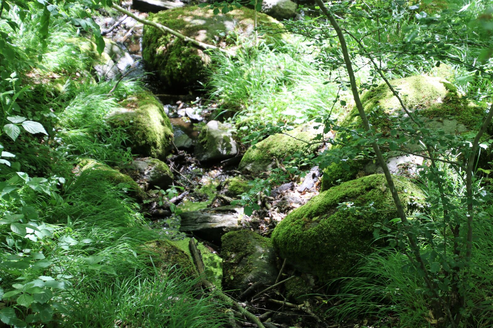 Canon EOS 7D Mark II sample photo. Boulders, branches, calm, fairies photography