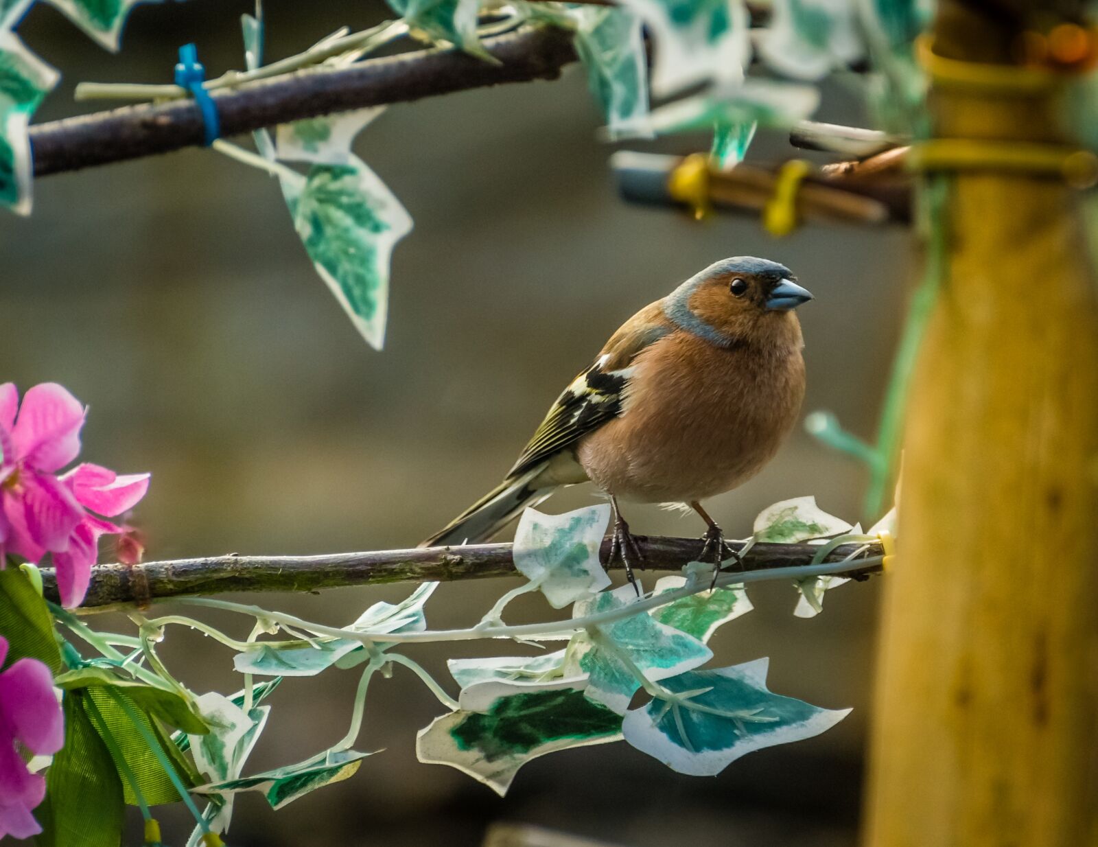 Nikon D500 sample photo. Fauna, bird, chaffinch photography