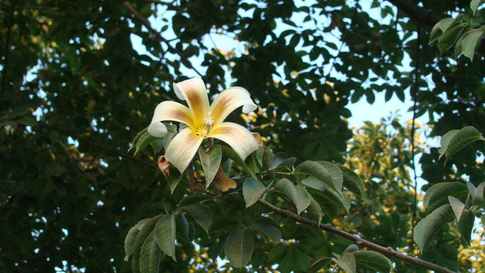 Sony DSC-H7 sample photo. Yellow flower, flower, tree photography