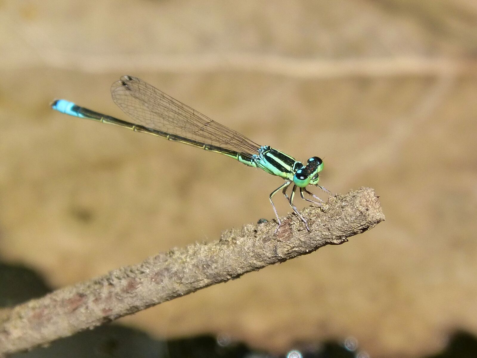 Panasonic DMC-FZ62 sample photo. Dragonfly, green and blue photography