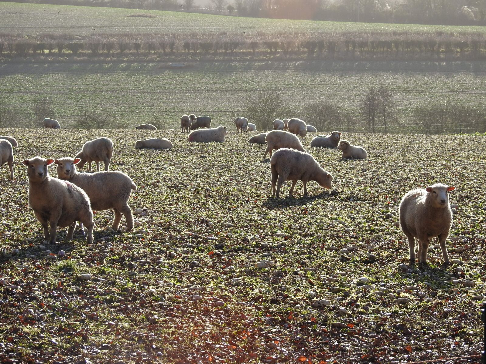 Nikon Coolpix P900 sample photo. Sheep, frost, nature photography