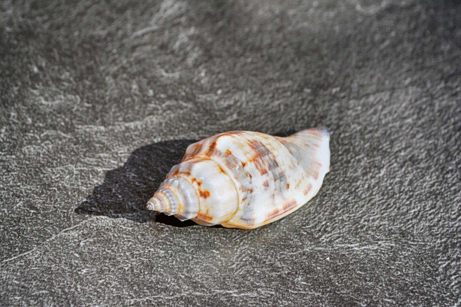 Nikon D5200 sample photo. Shell, close up, snail photography