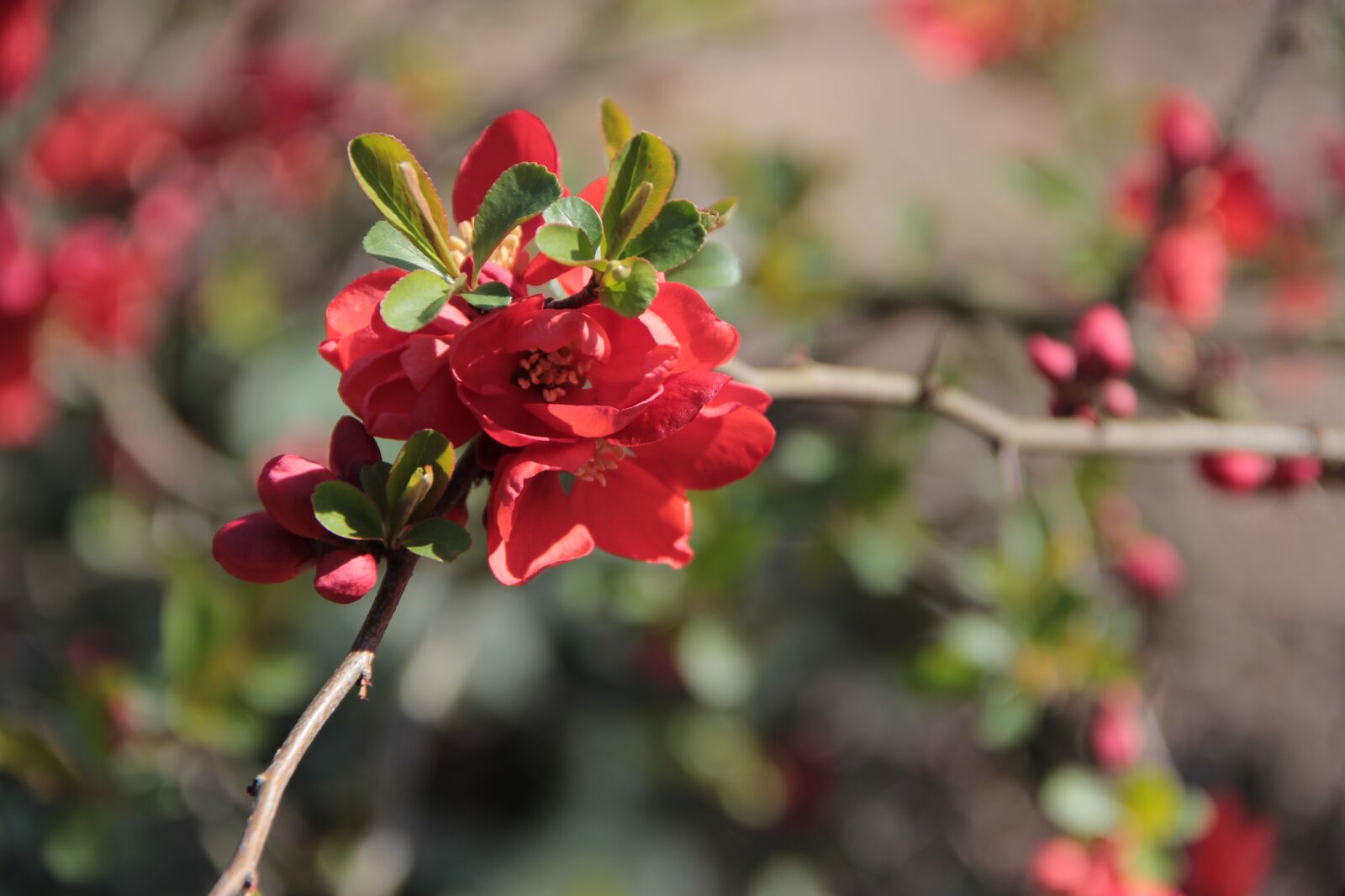 Canon EOS 600D (Rebel EOS T3i / EOS Kiss X5) sample photo. Flowers, flower, spring photography