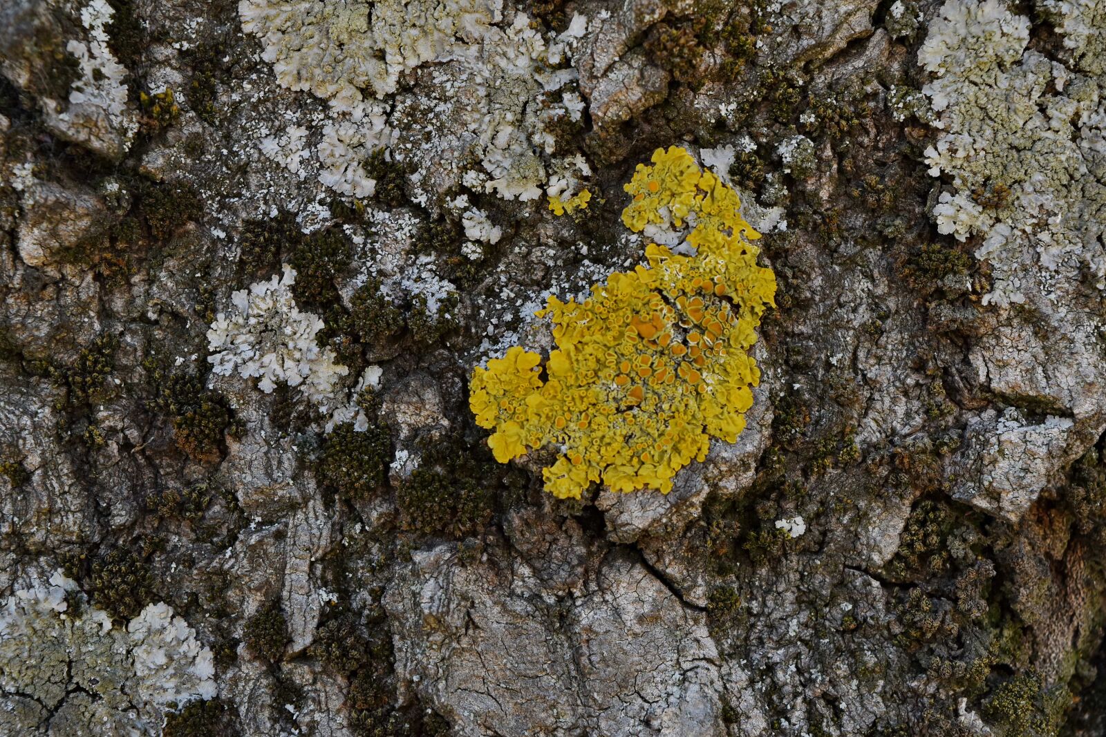 Nikon D5500 sample photo. Plant, tree, herb, bark photography