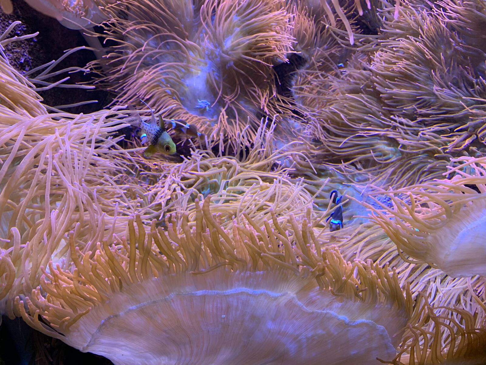 Apple iPhone XR sample photo. Anemone, fish, ocean photography