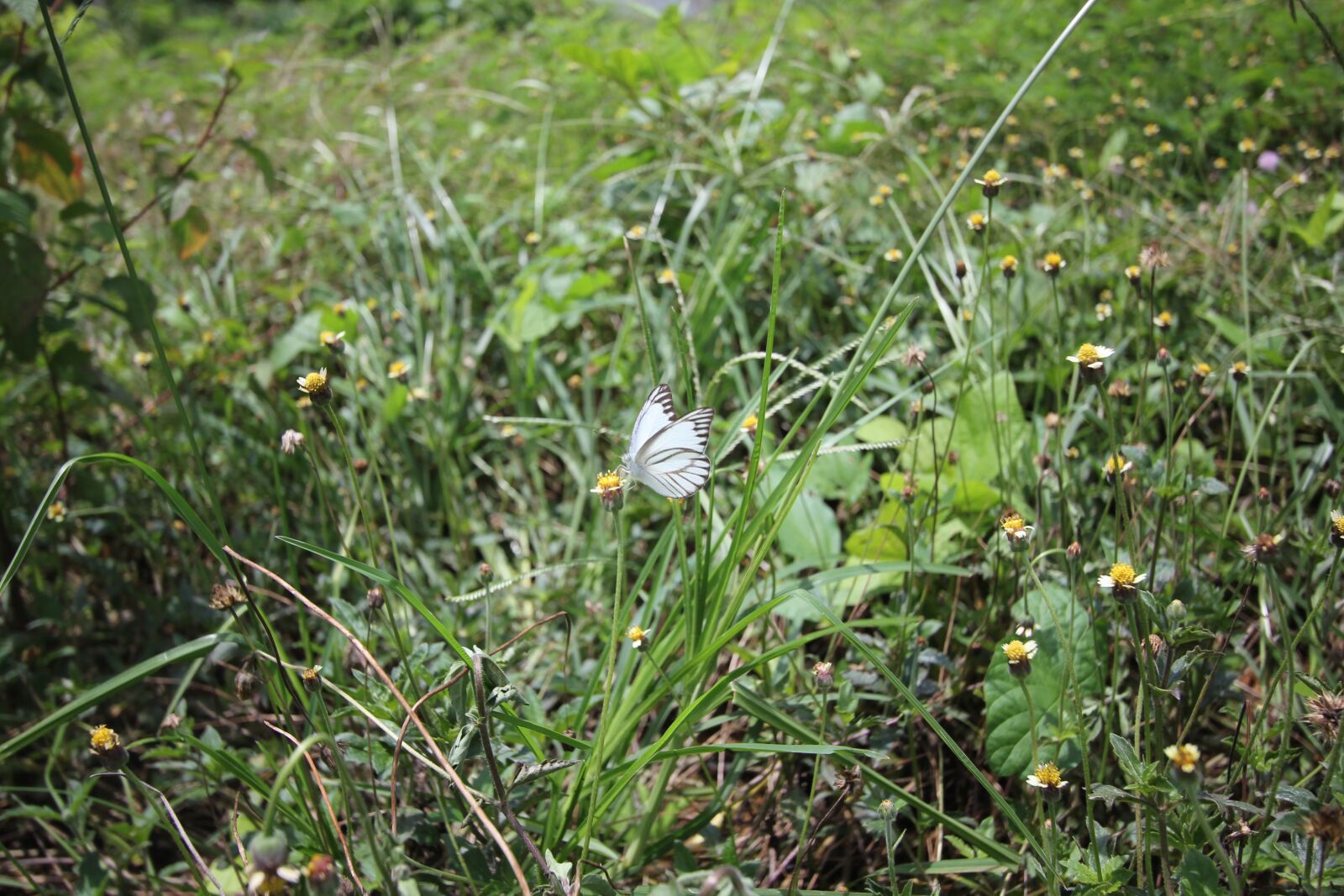 Canon EOS 550D (EOS Rebel T2i / EOS Kiss X4) sample photo. Butterfly, wings, insect photography