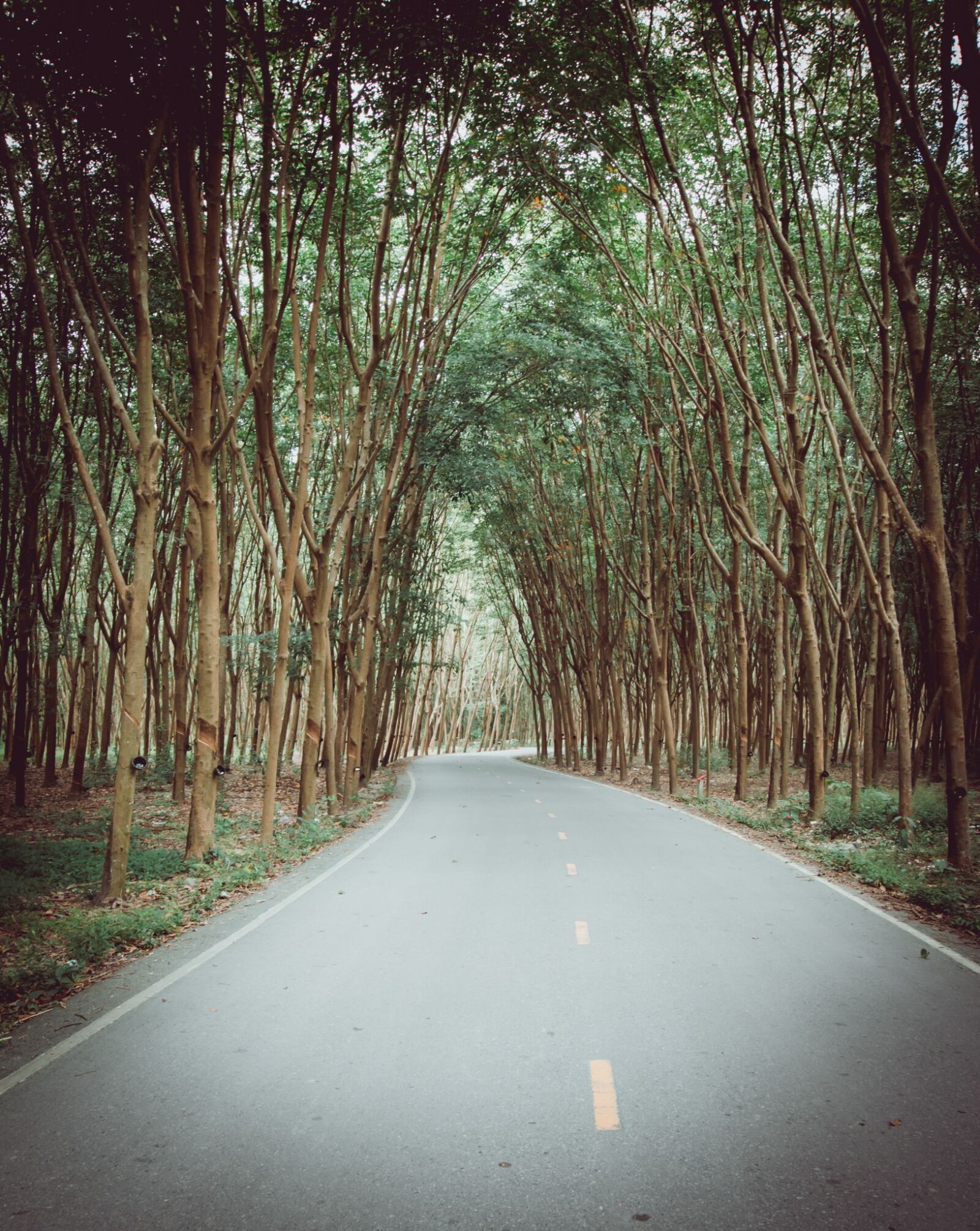 Canon EOS 70D sample photo. Rubber tree, rubber tapping photography