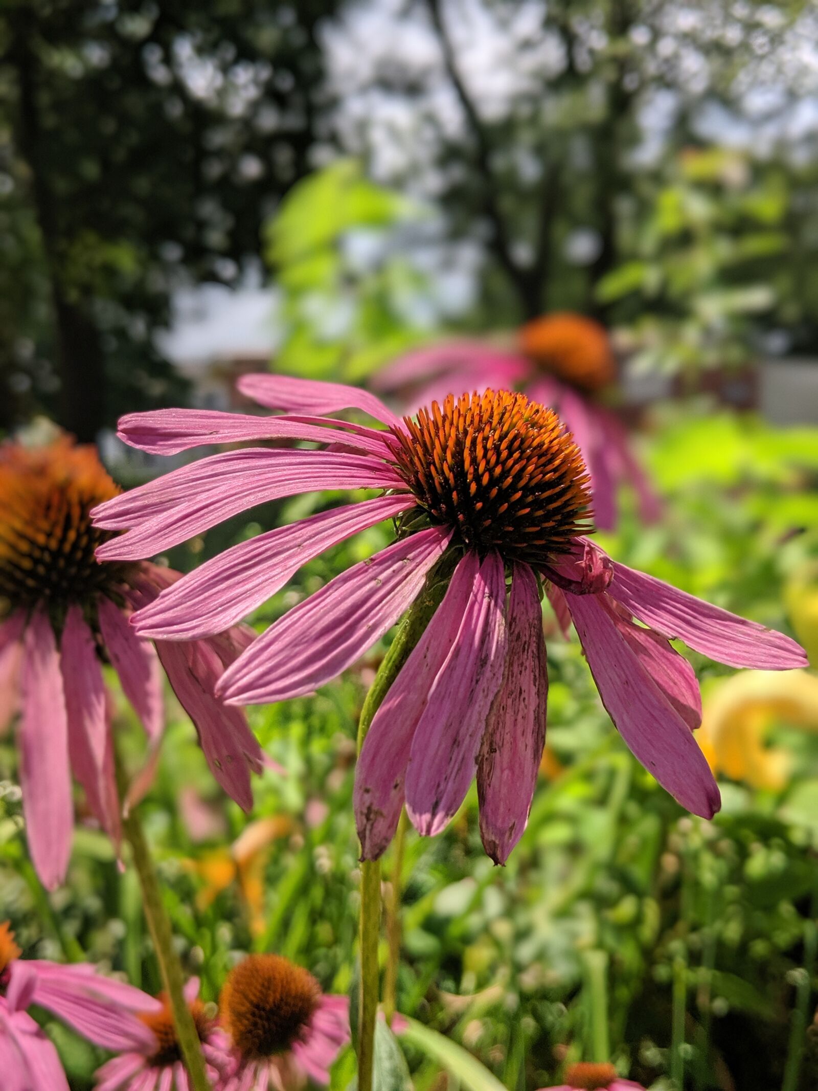 Google Pixel 2 sample photo. Flower, blossom, nectar photography