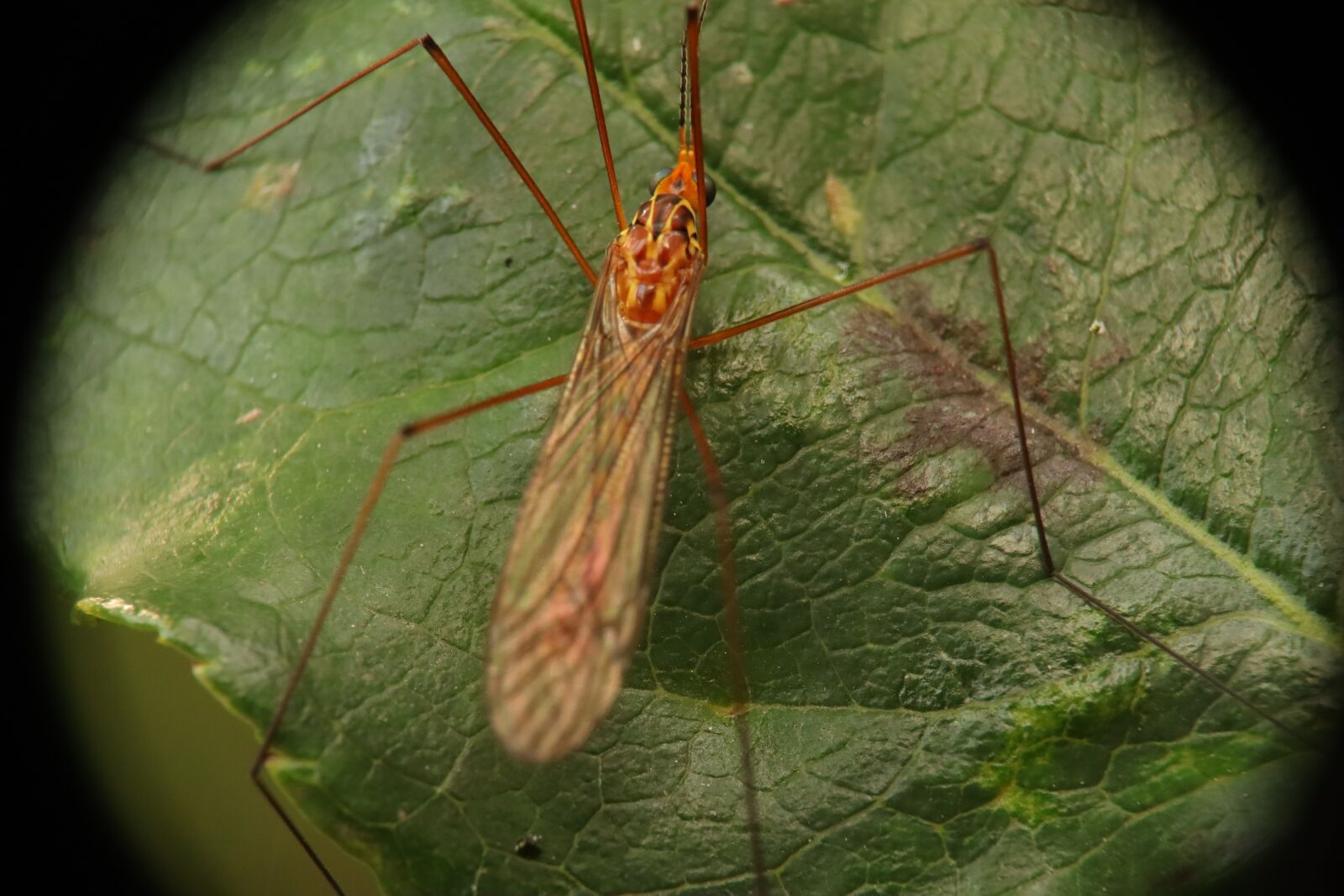 Canon EF-M 15-45mm F3.5-6.3 IS STM sample photo. Insect, nature, garden photography