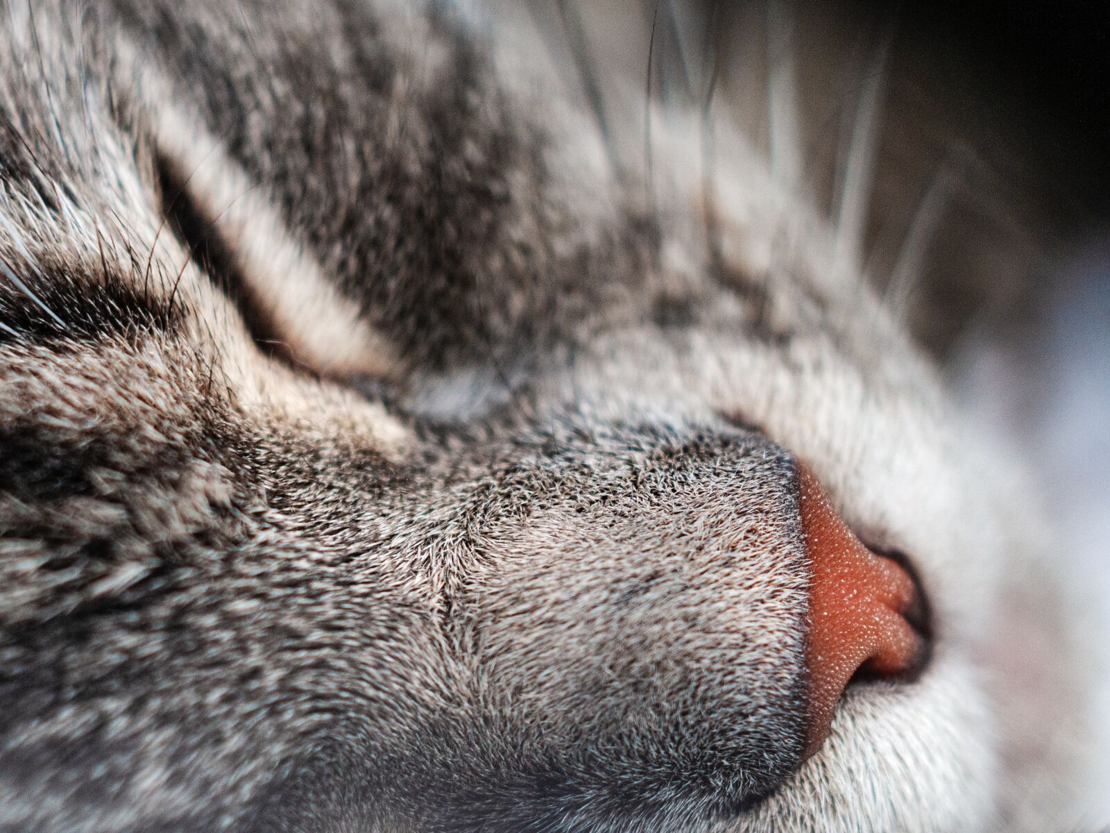 Nikon D300S sample photo. Cat, close up, macro photography