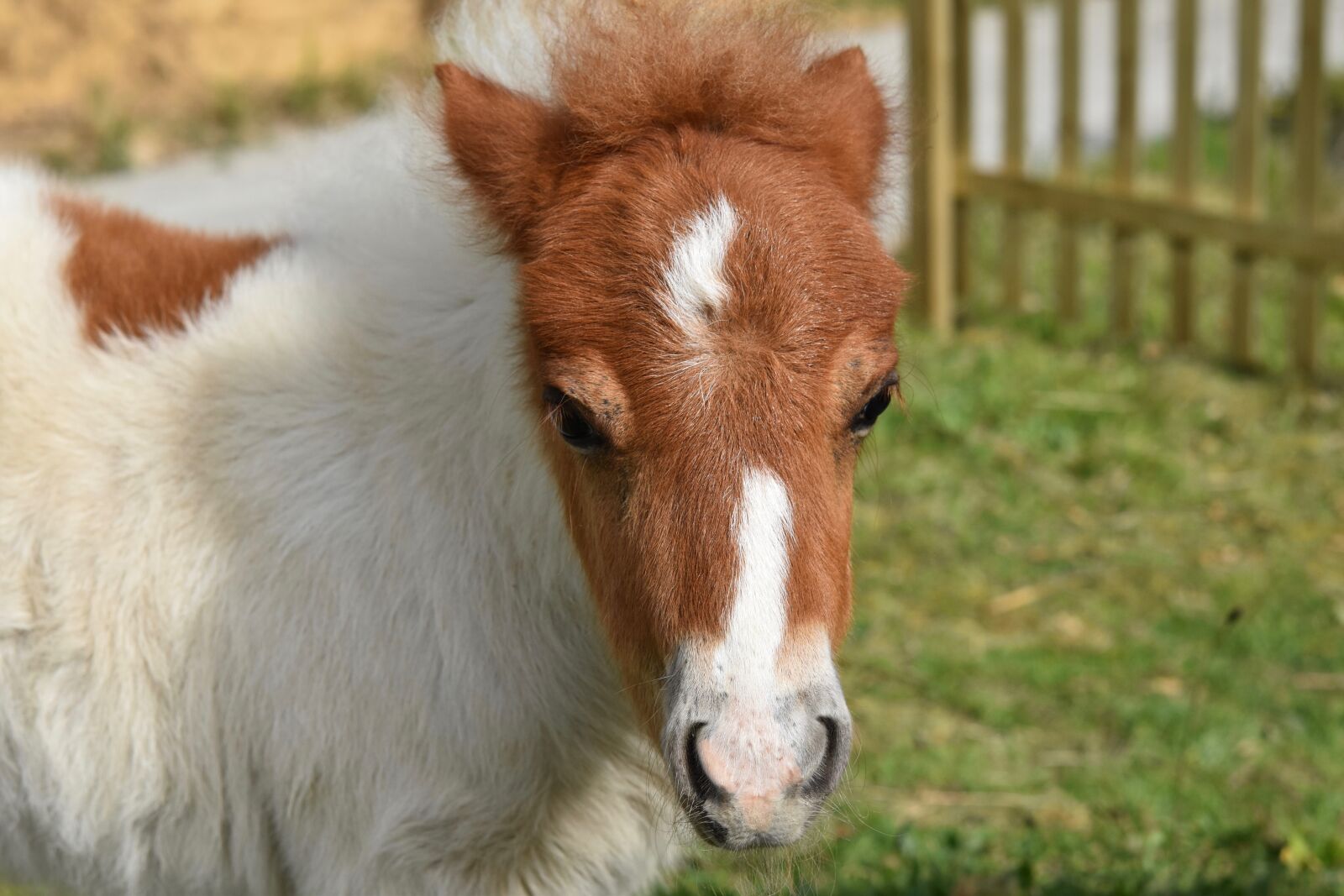Nikon D5600 sample photo. Pony, shetland pony, small photography
