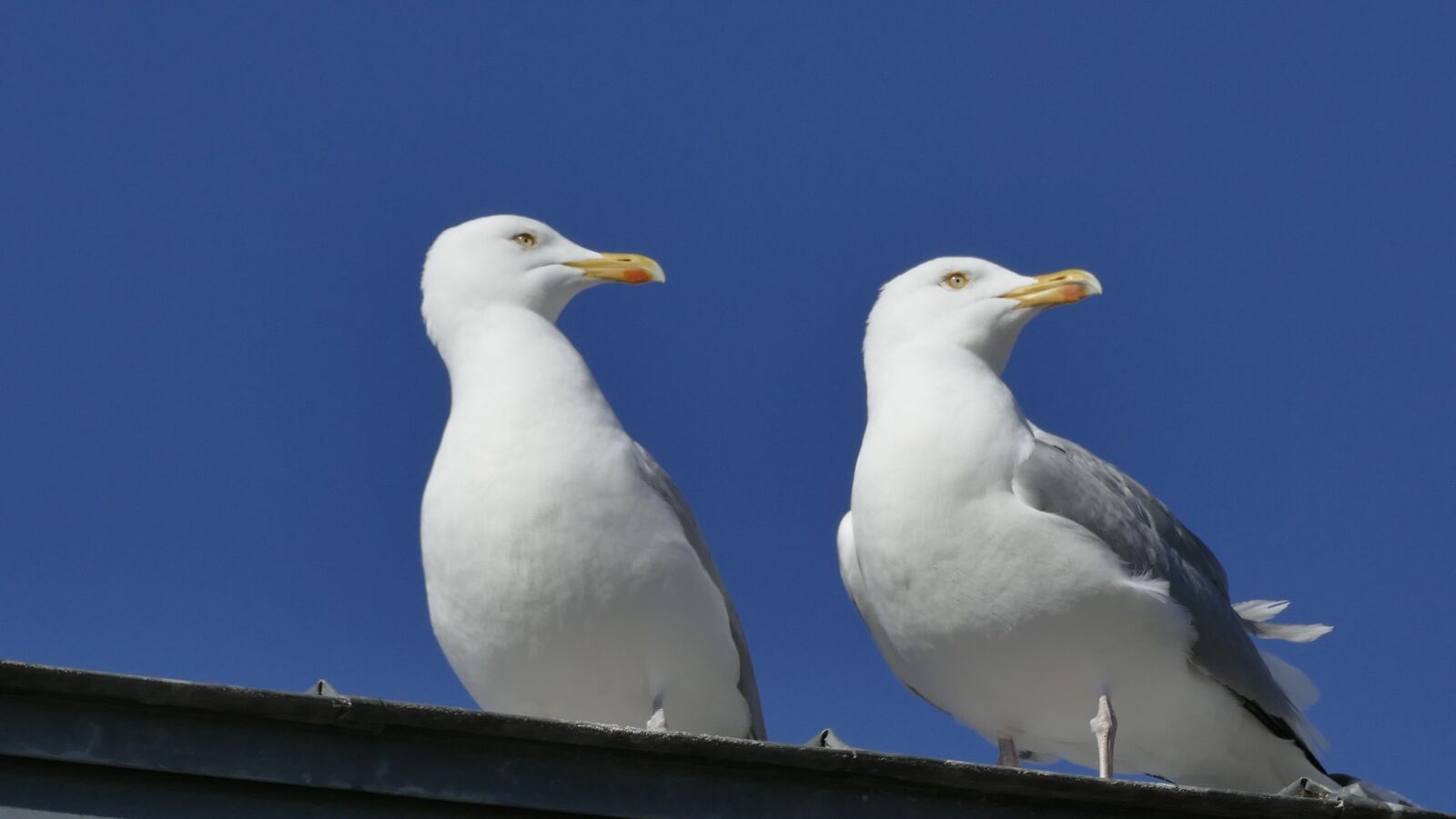 Panasonic Lumix DMC-FZ1000 sample photo. Nature, animals, bird photography