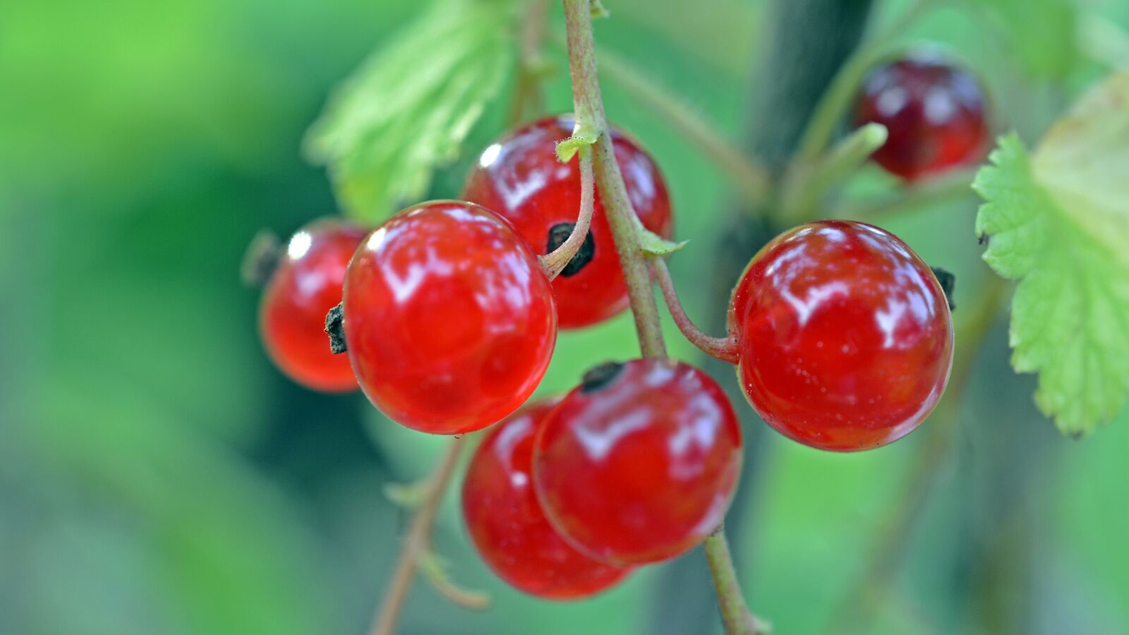 Nikon D5200 sample photo. Currant, fruit, berries photography