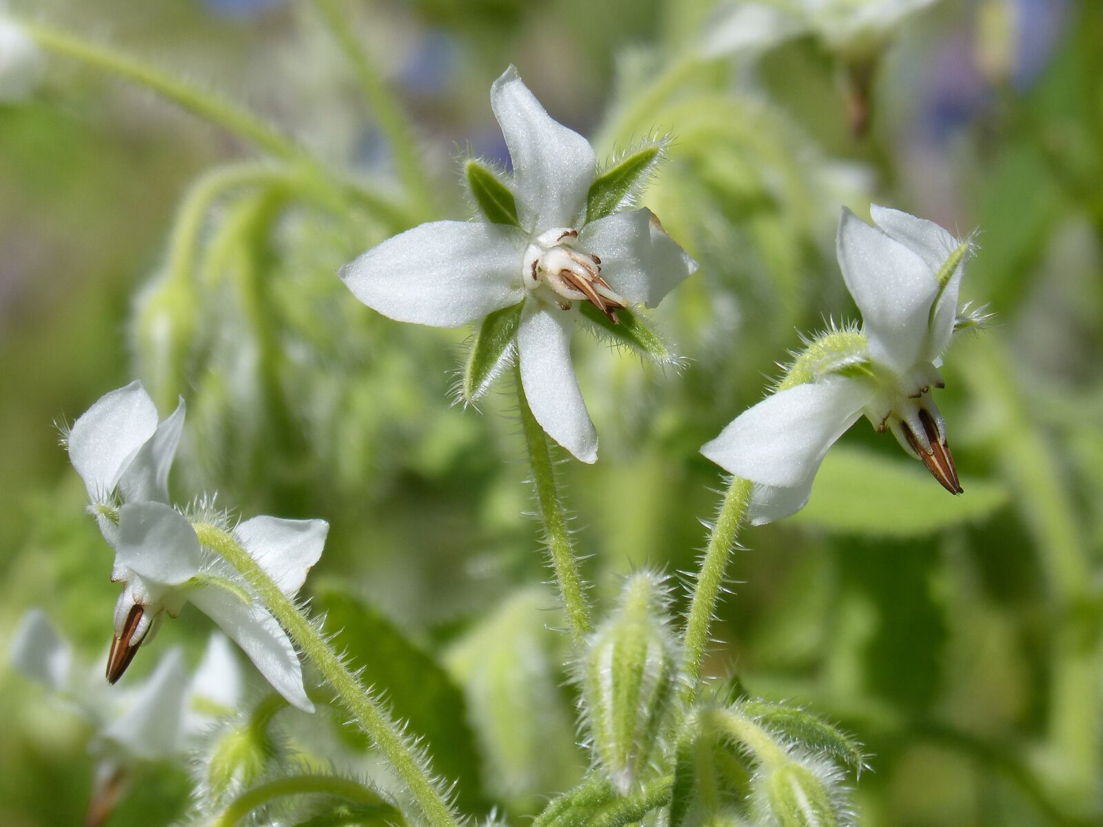 Panasonic DMC-FZ62 sample photo. Borage white, borage, borago photography