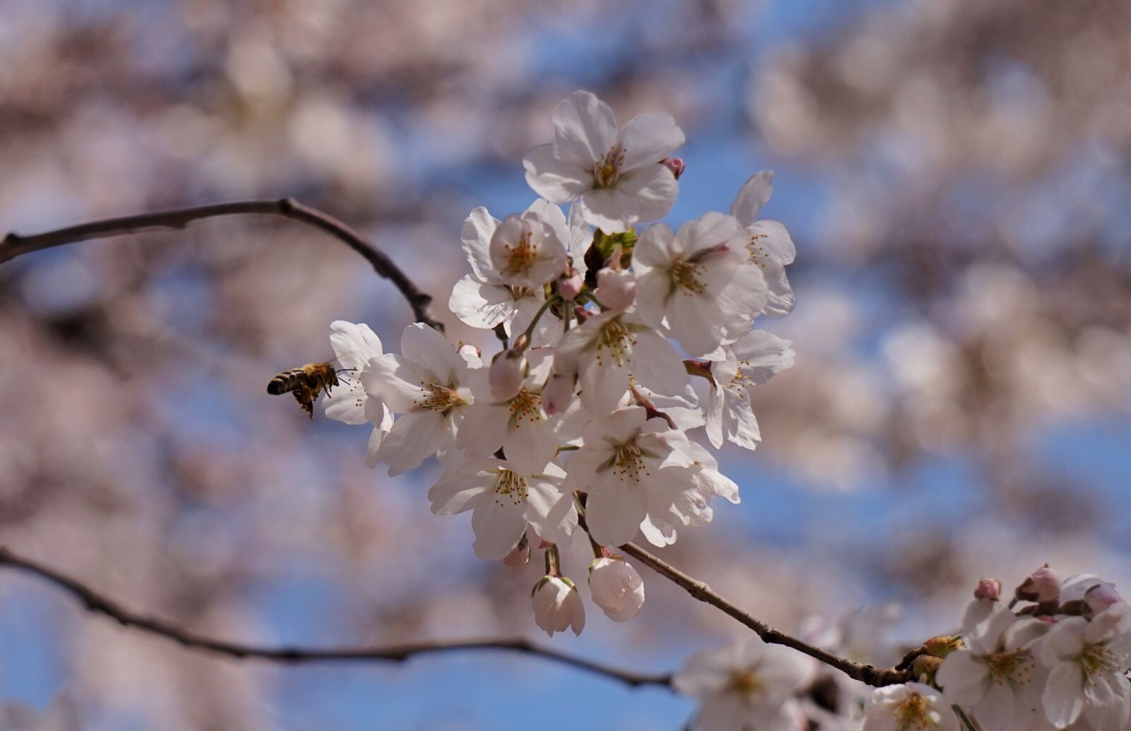 Sony Alpha a5000 (ILCE 5000) + Sony E 55-210mm F4.5-6.3 OSS sample photo. Insects, bee, cherry blossom photography