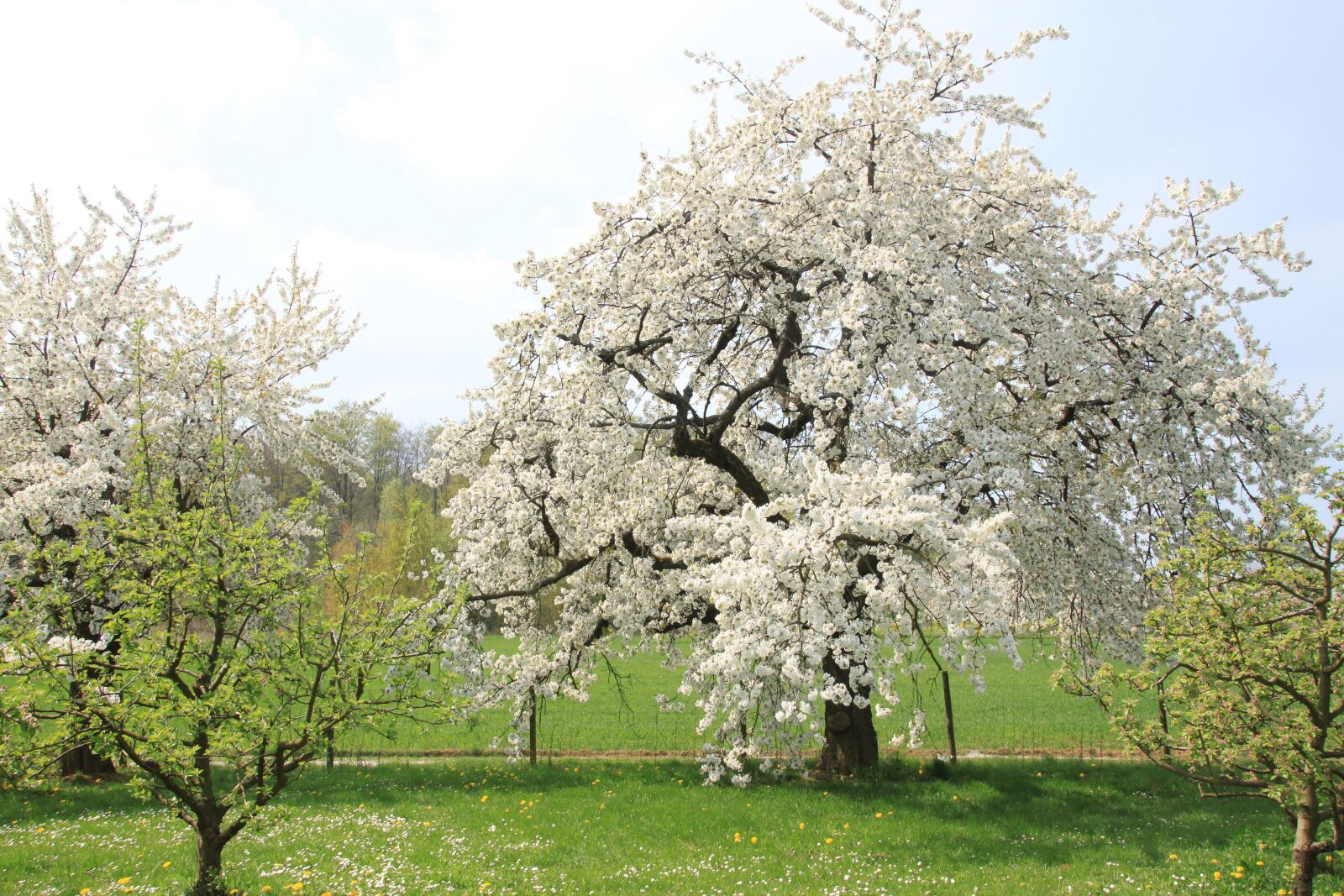 Canon EOS 500D (EOS Rebel T1i / EOS Kiss X3) sample photo. Cherry blossom, franconian switzerland photography
