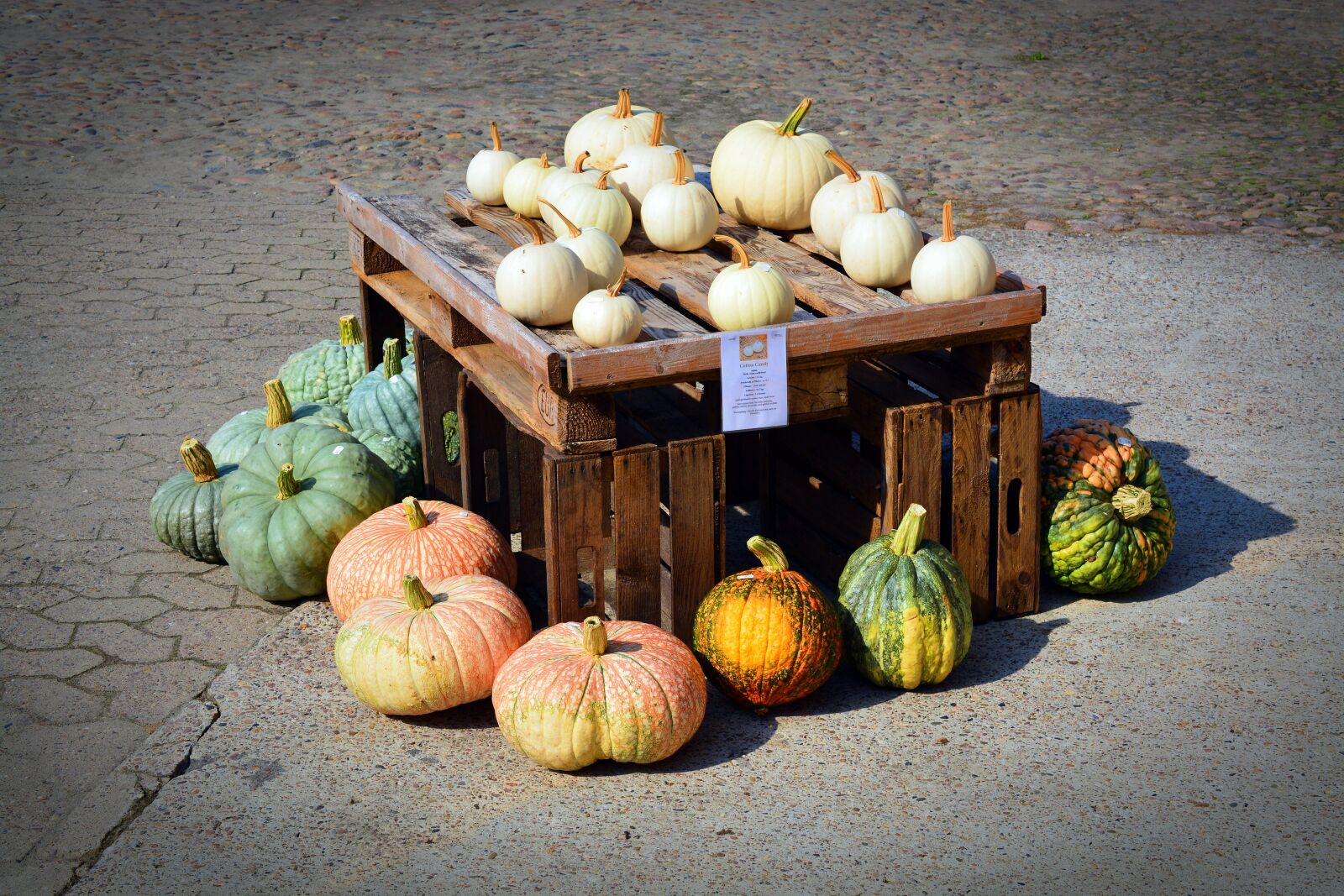 Nikon D5200 sample photo. Pumpkin, harvest time, sale photography