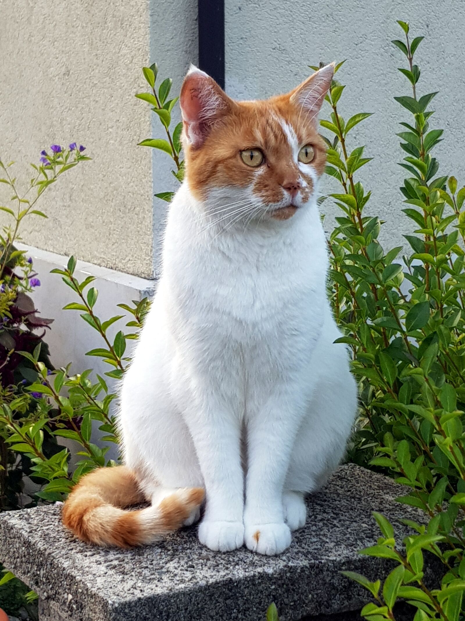Samsung Galaxy S8 sample photo. Cat, red white, domestic photography