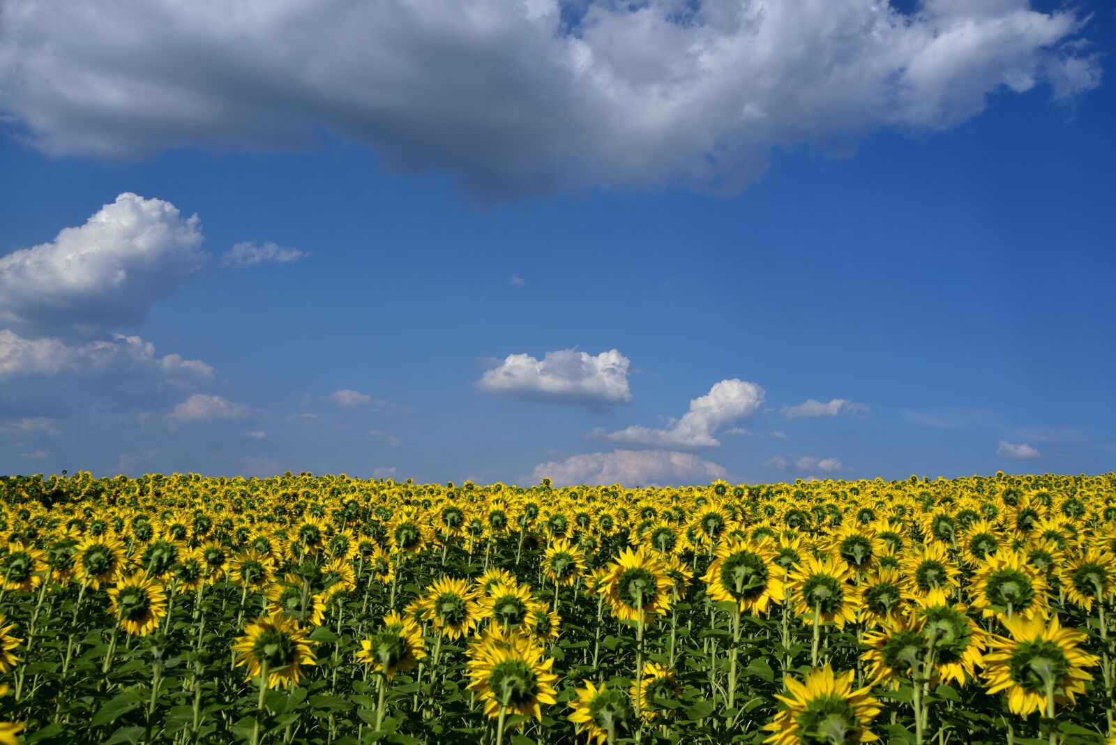 Nikon D750 sample photo. Sunflower field, sky, clouds photography