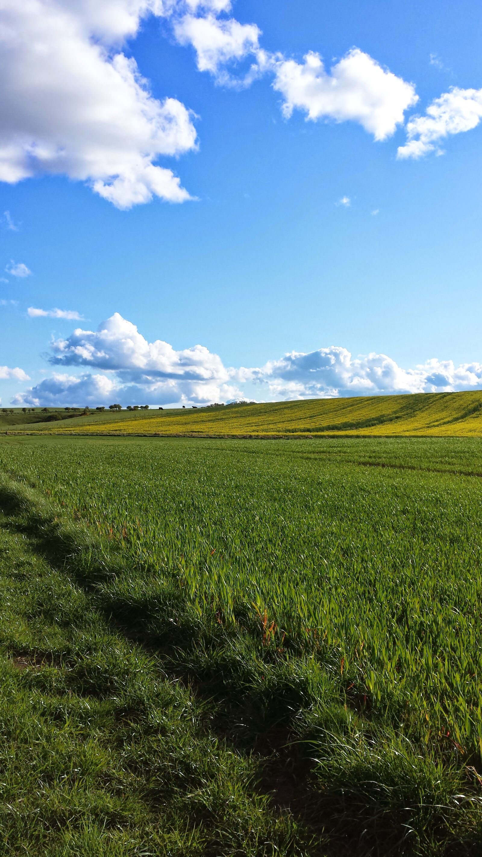 Samsung Galaxy S4 sample photo. Sky, grass, sunshine photography