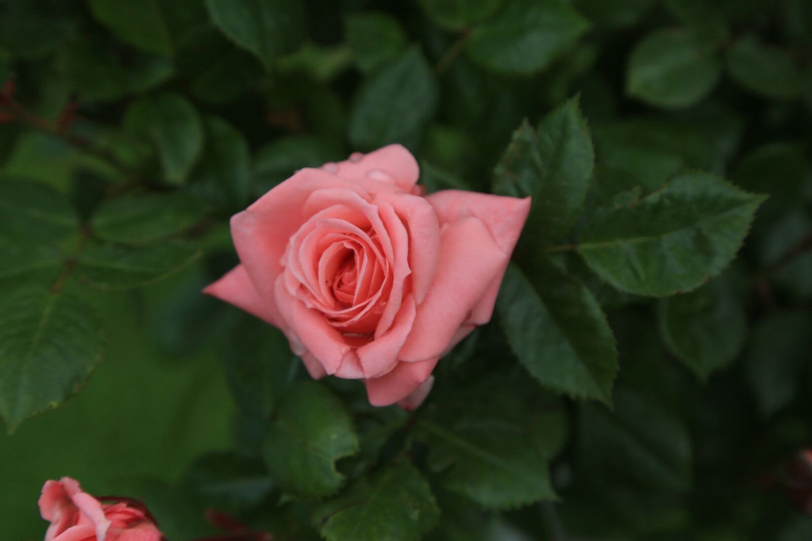 Canon EF 24-105mm F4L IS USM sample photo. Rose, pink, spring photography