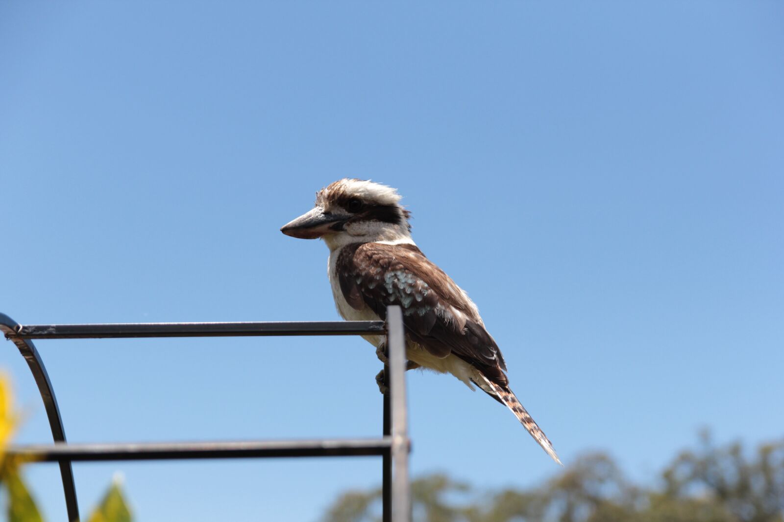 Canon EOS 60D sample photo. Kookaburra, bird, australian photography