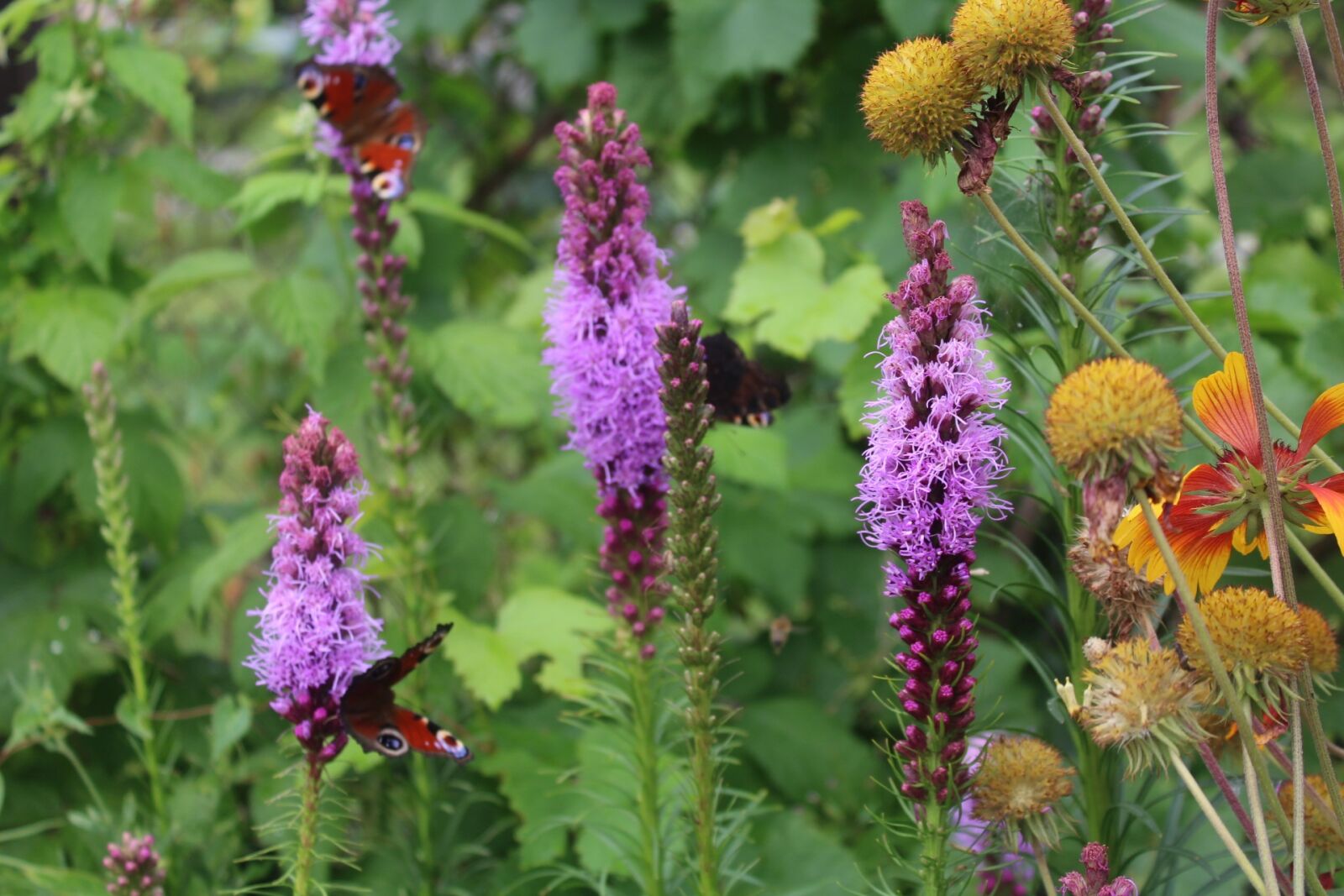 Canon EOS 1200D (EOS Rebel T5 / EOS Kiss X70 / EOS Hi) sample photo. Garden, butterflies, nature photography