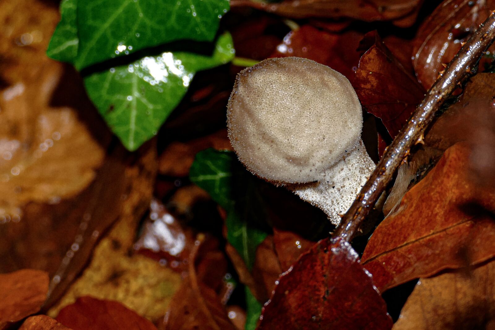 Panasonic Lumix DMC-FZ1000 sample photo. Mushroom, forest, autumn photography