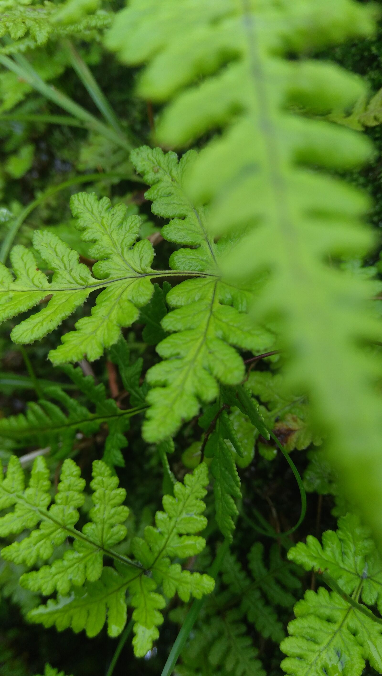 ASUS X00PD sample photo. Green, plant, zoom photography