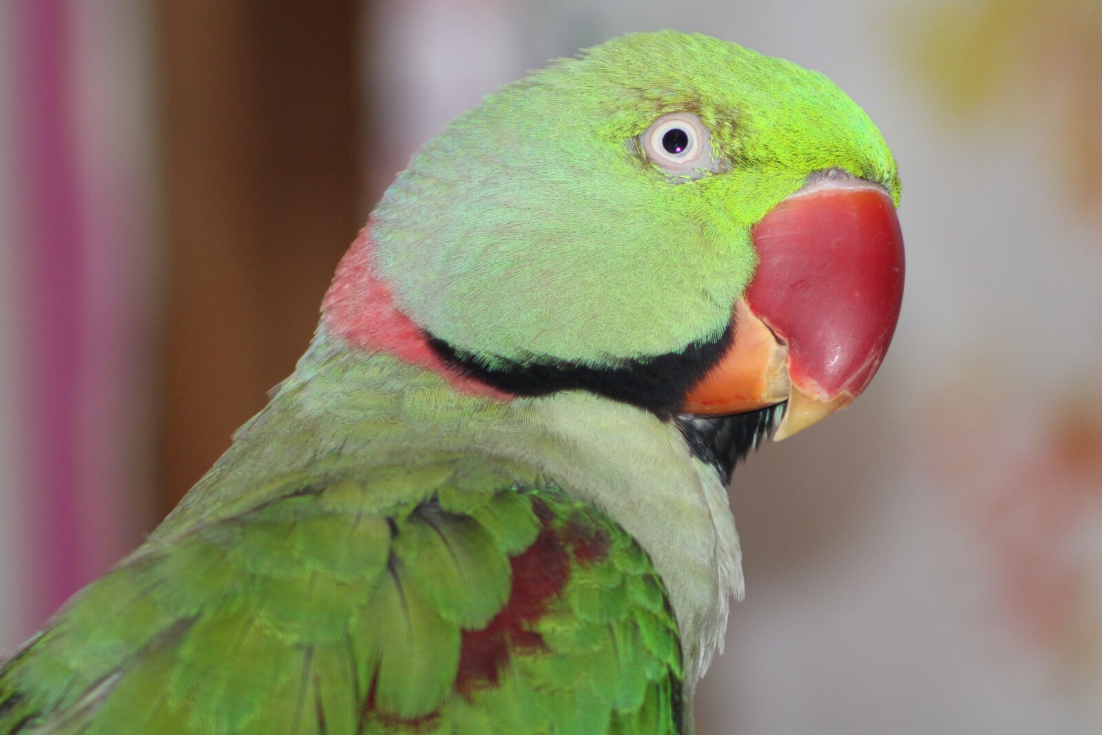 Canon EOS 2000D (EOS Rebel T7 / EOS Kiss X90 / EOS 1500D) sample photo. Bird, colorful, parrot photography