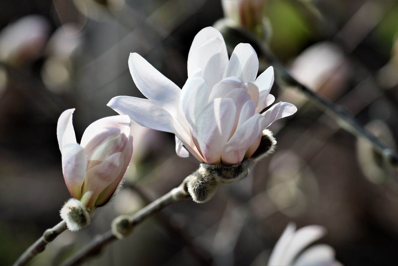 Nikon D5500 sample photo. Magnolia, plant, flower photography