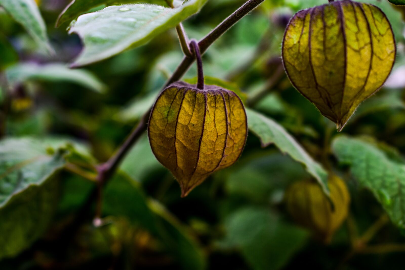 Nikon D3400 sample photo. Leaf, nature, fruit photography