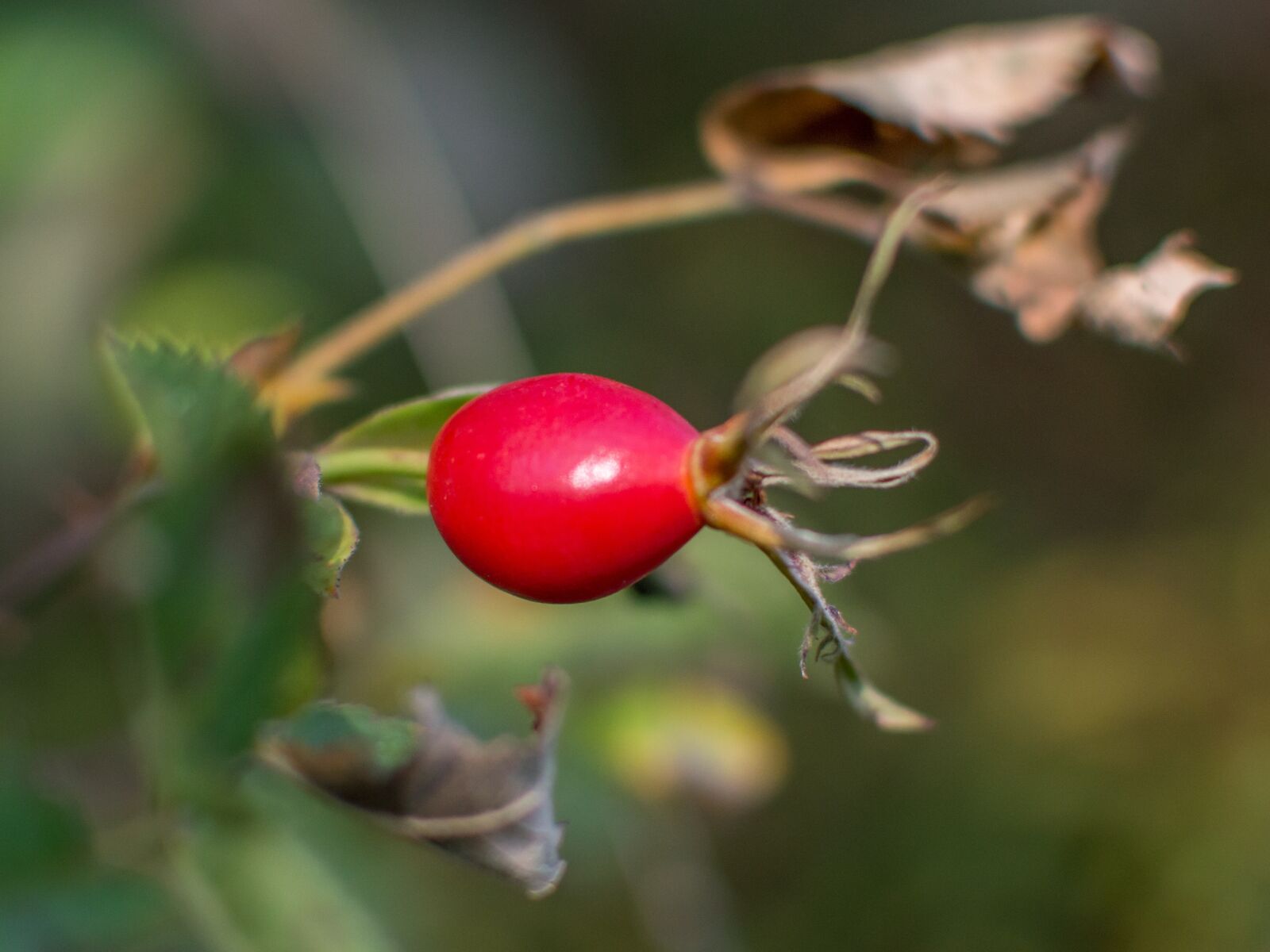 Nikon D3200 sample photo. Rose hip, red, wild photography