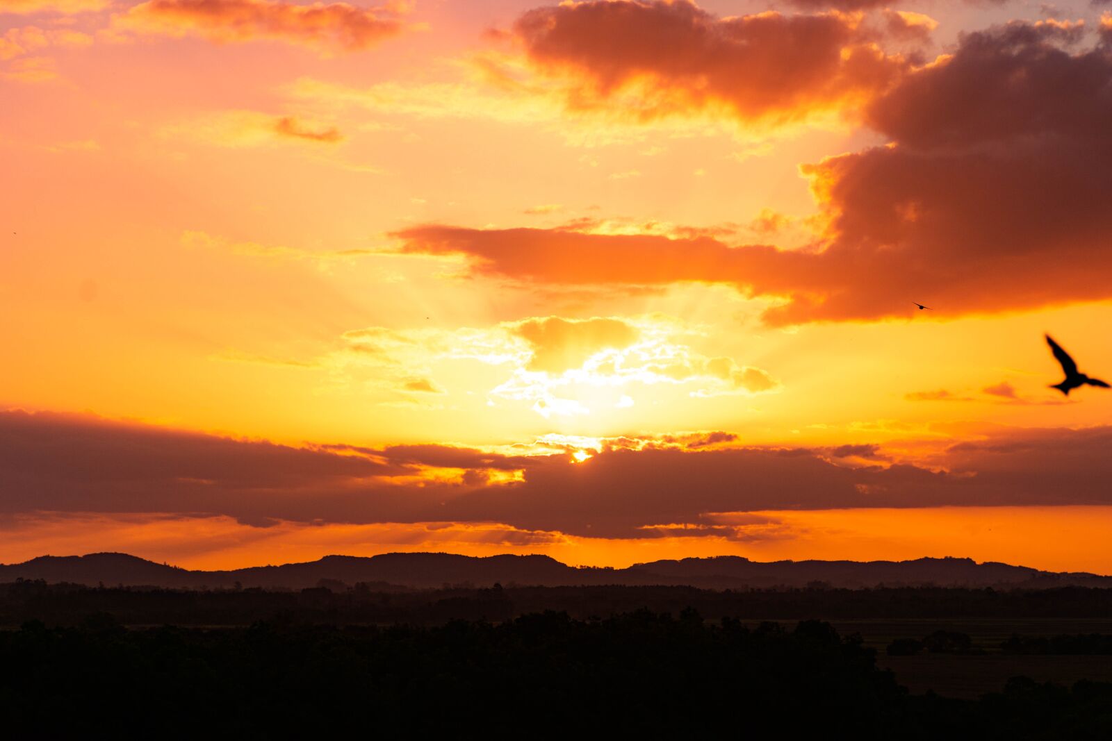 Nikon D7200 sample photo. Birds, sunset, sky photography