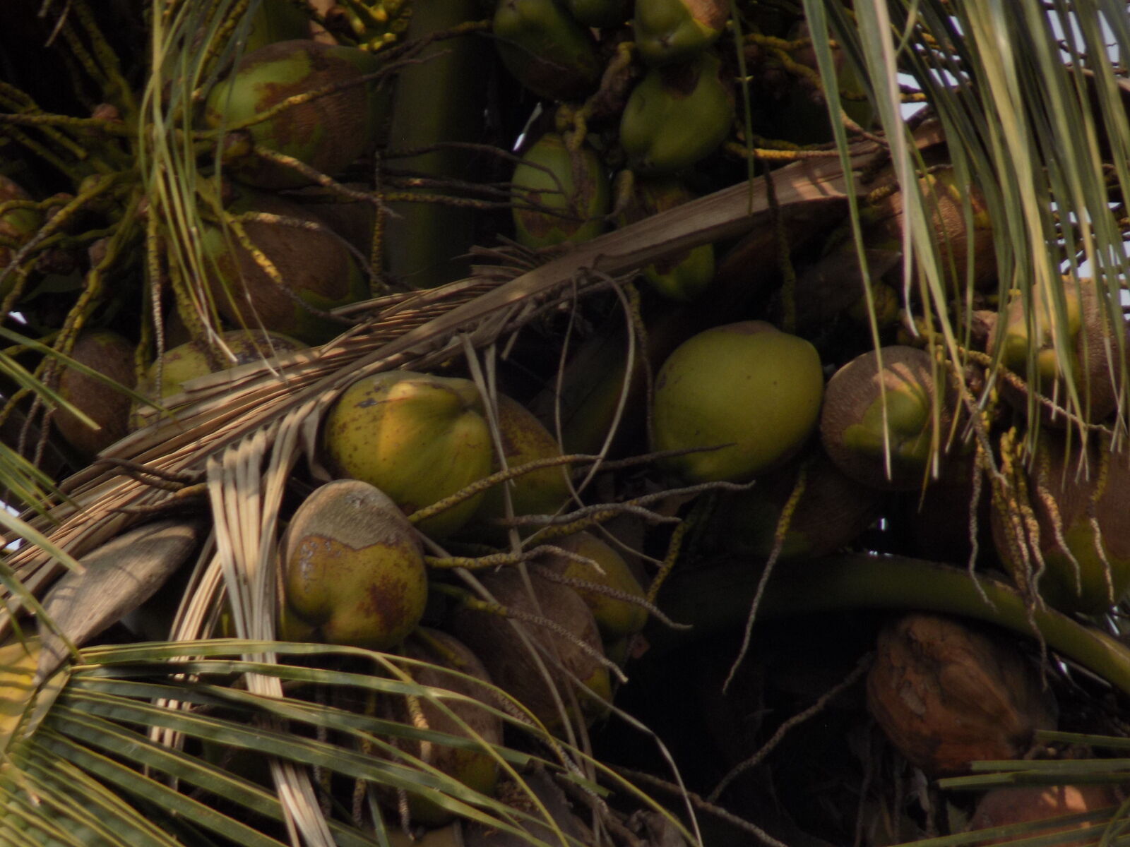 Nikon COOLPIX L330 sample photo. Coconut photography