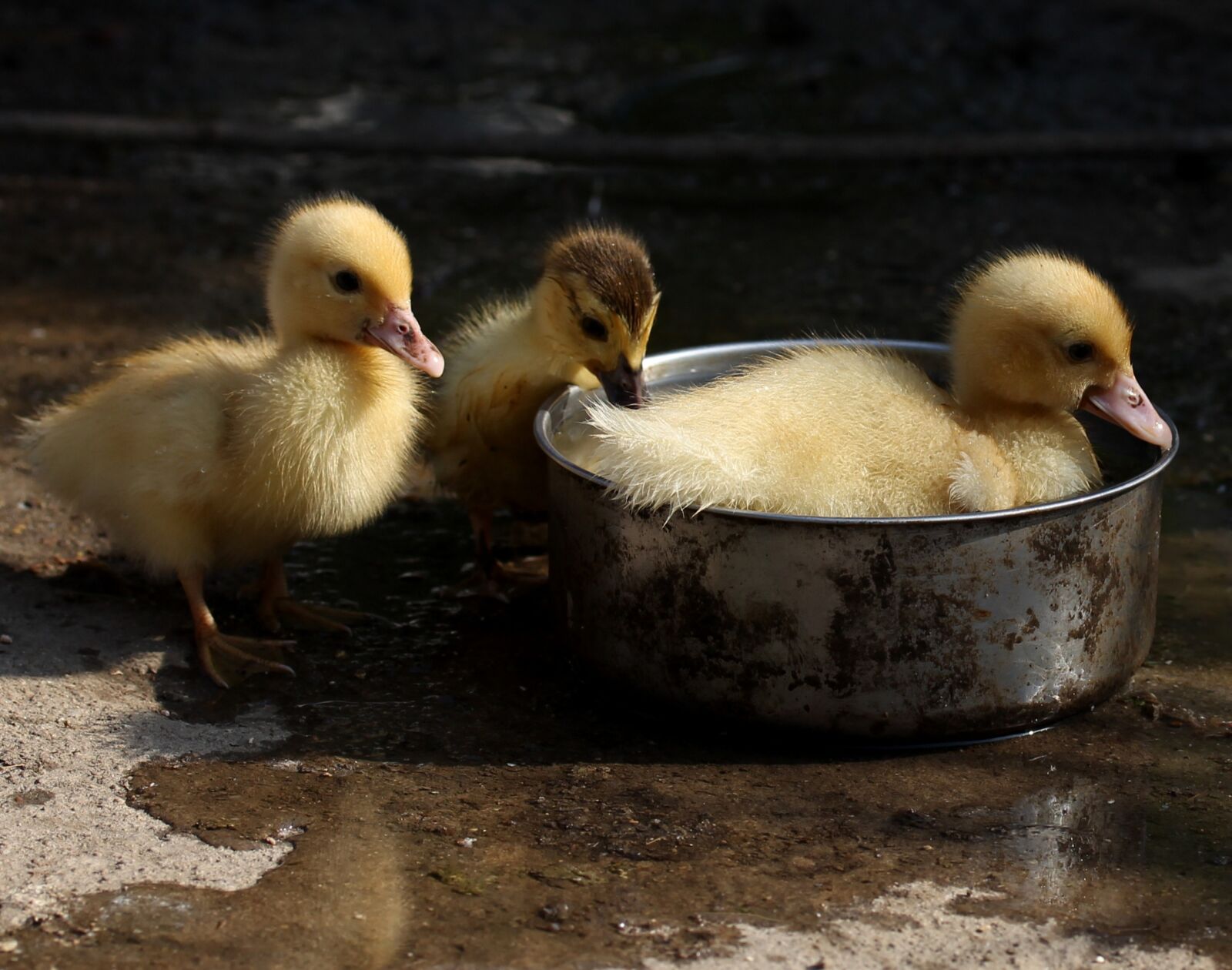 Canon EF-S 60mm F2.8 Macro USM sample photo. Duckling, fluffy, cute photography
