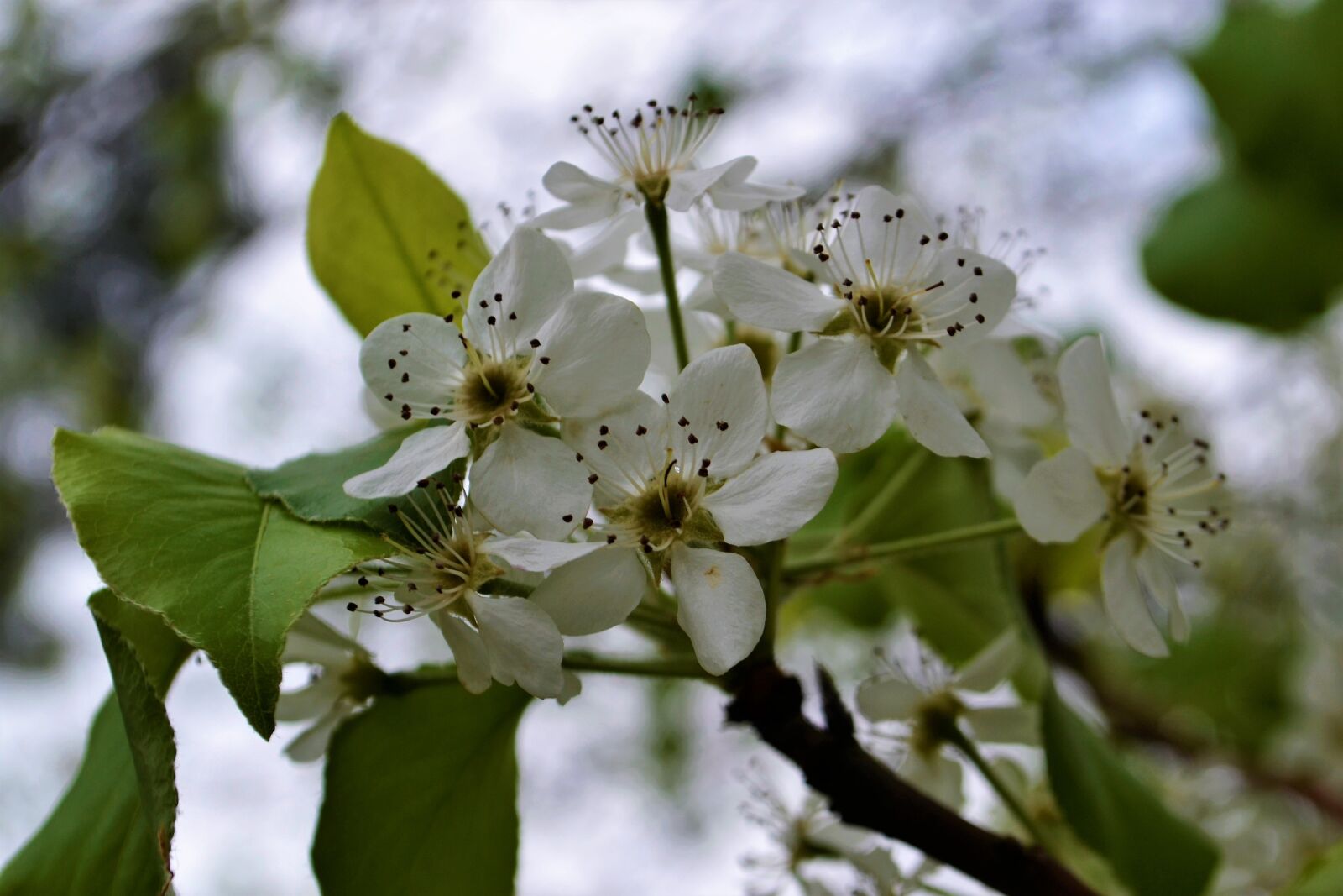 Nikon D3100 sample photo. Tree, flower, white photography