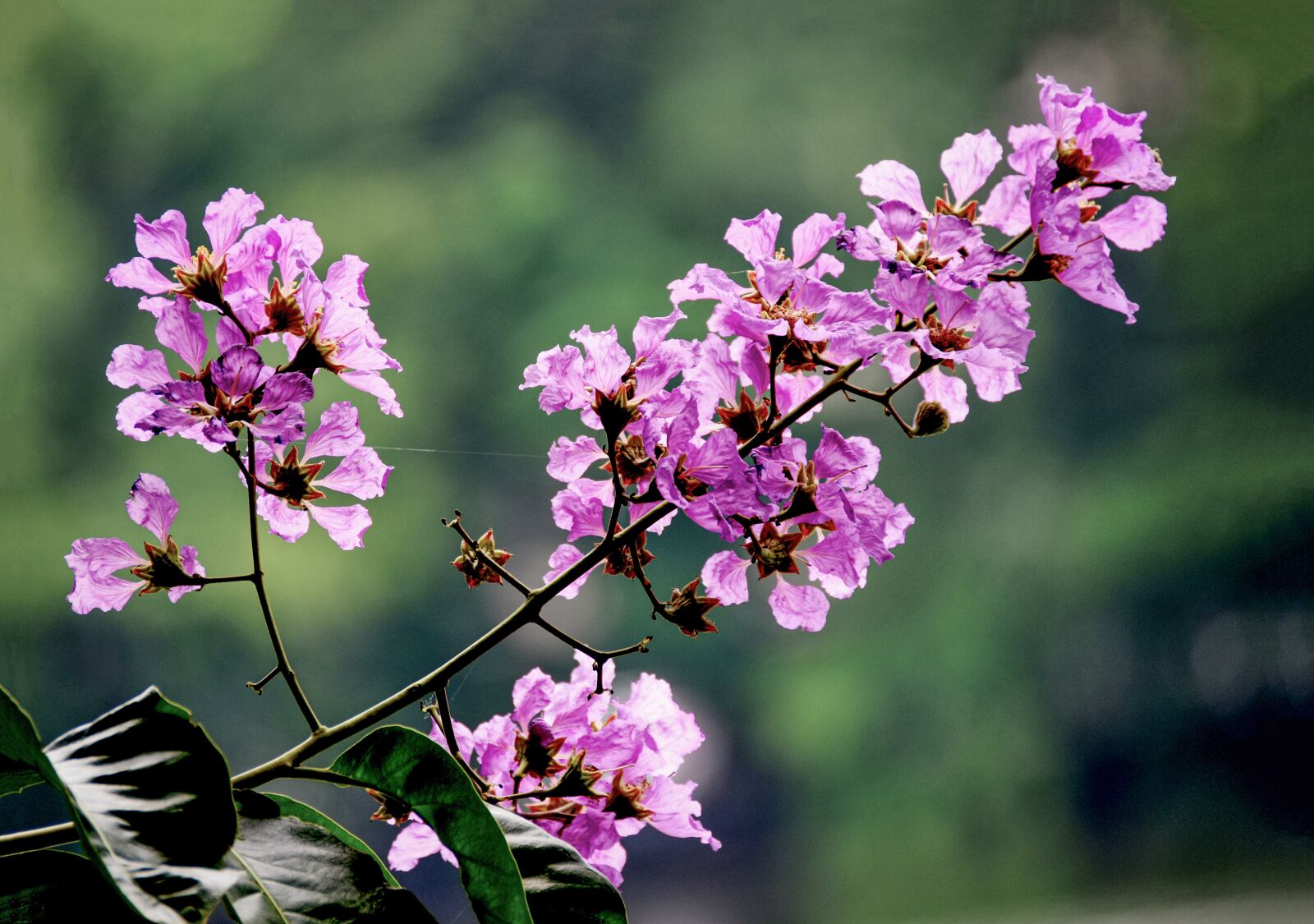 Nikon D7200 sample photo. Purple flowers, inflorescence, leaves photography
