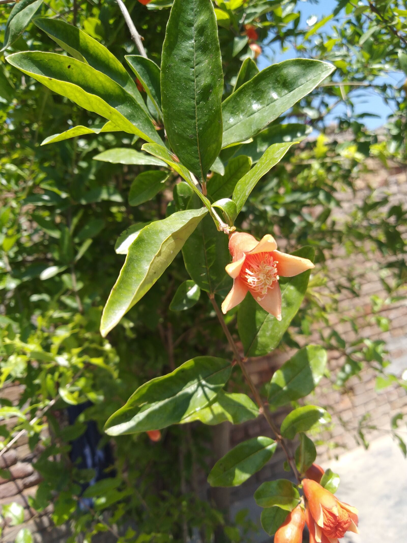 OPPO A3S sample photo. Flowers, beautiful, nature photography