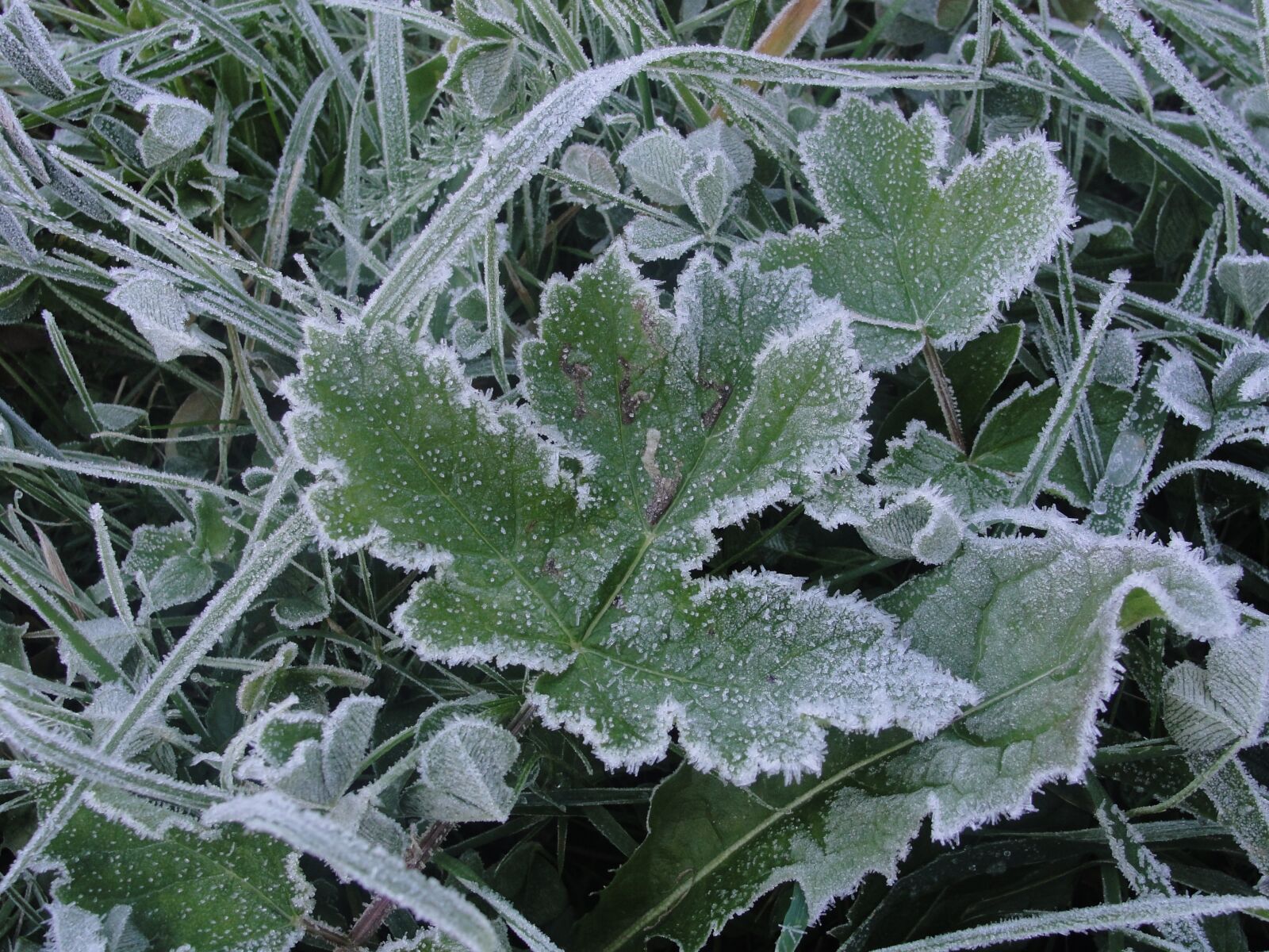Sony Cyber-shot DSC-H20 sample photo. Frost, leaf, winter photography