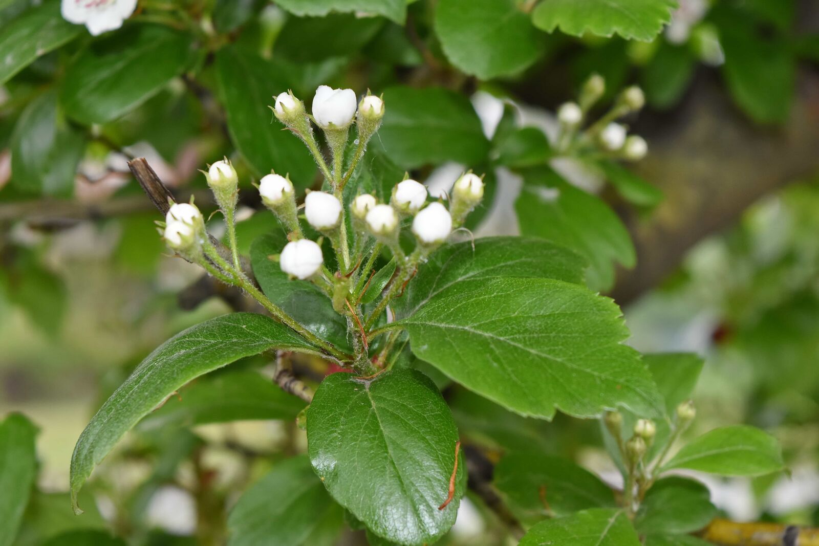 Nikon D5500 sample photo. Plant, leaf, shrub, branch photography
